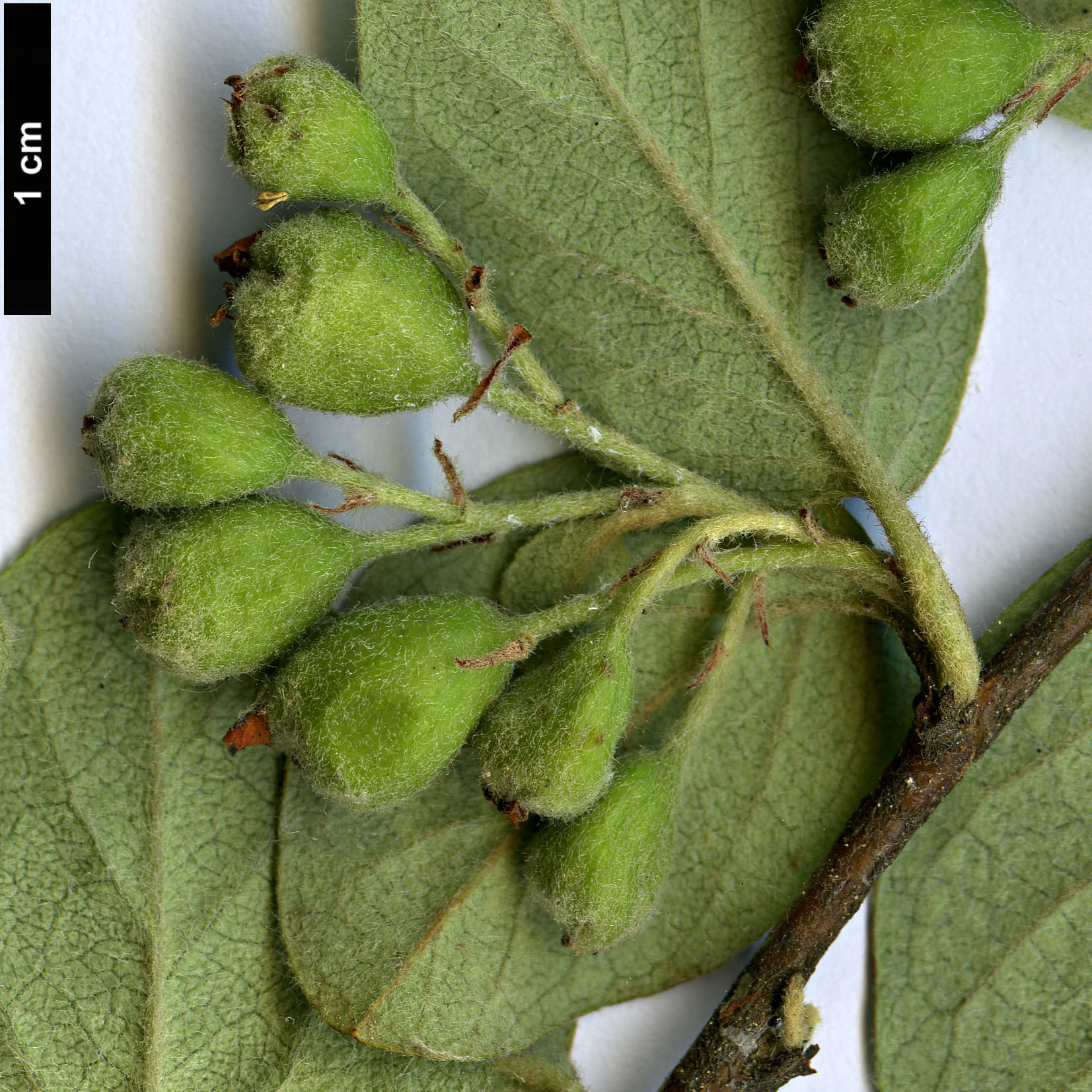 High resolution image: Family: Rosaceae - Genus: Cotoneaster - Taxon: zabeli