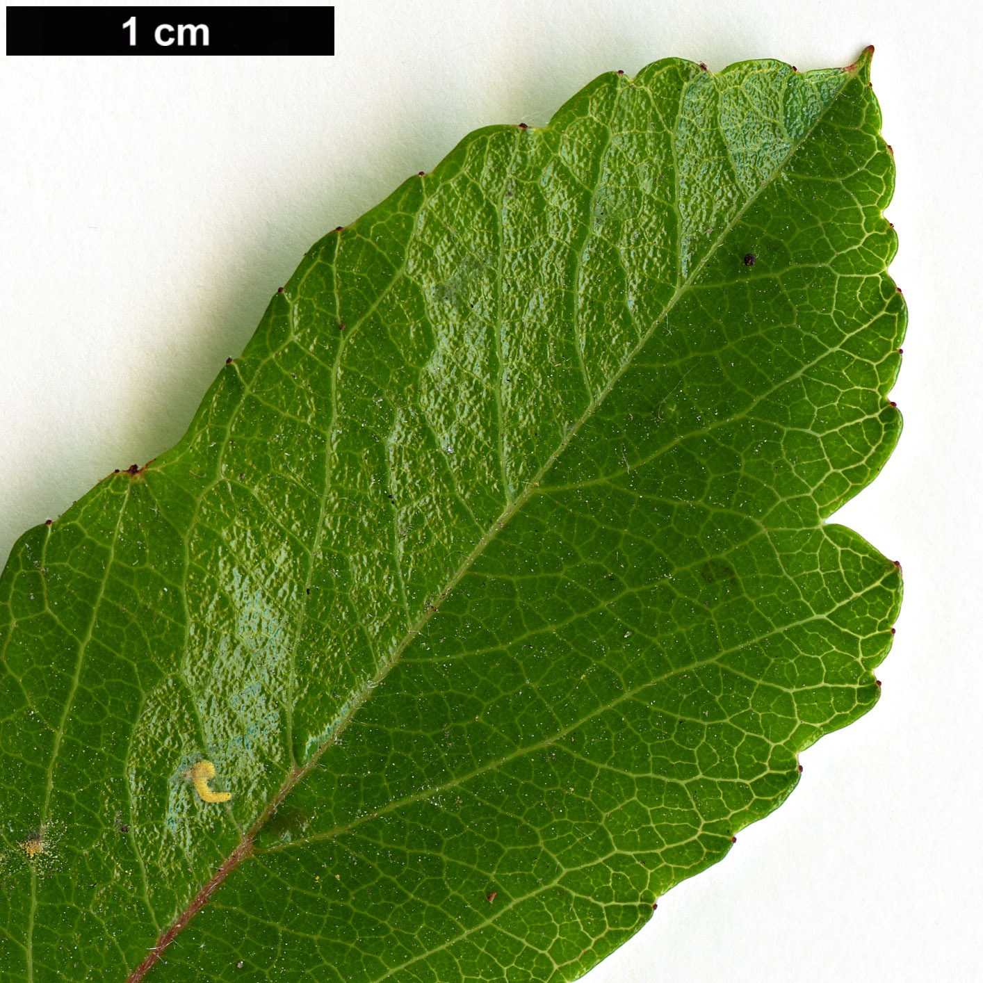 High resolution image: Family: Rosaceae - Genus: Crataegus - Taxon: aestivalis