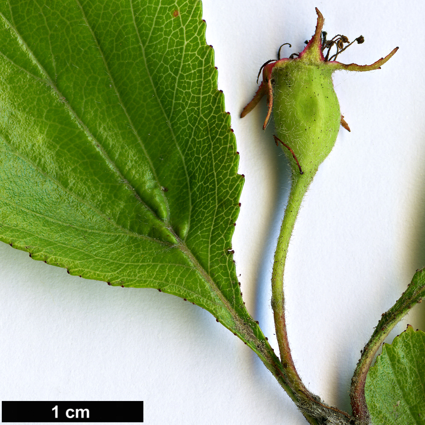 High resolution image: Family: Rosaceae - Genus: Crataegus - Taxon: agrestina