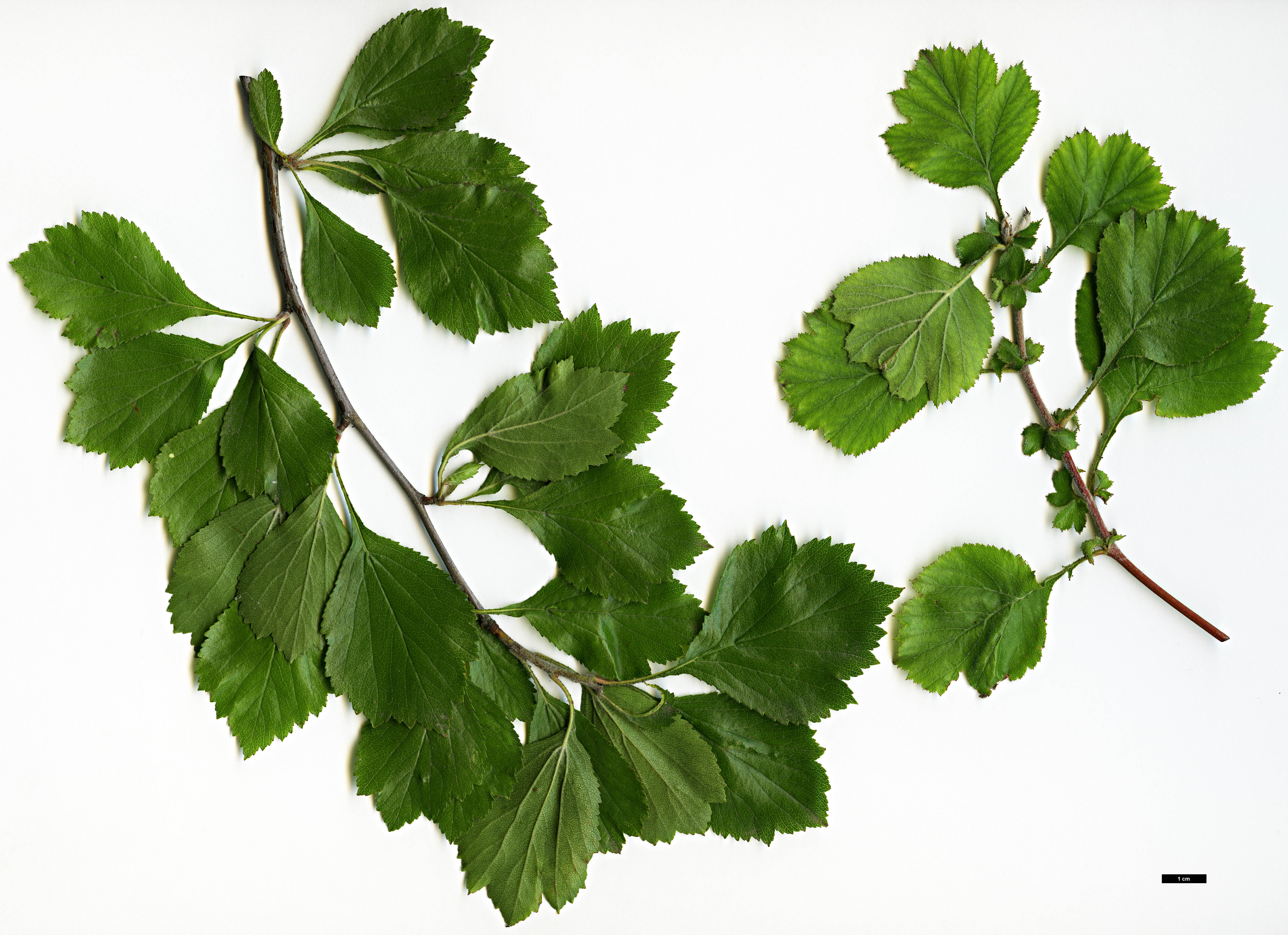 High resolution image: Family: Rosaceae - Genus: Crataegus - Taxon: agrestina