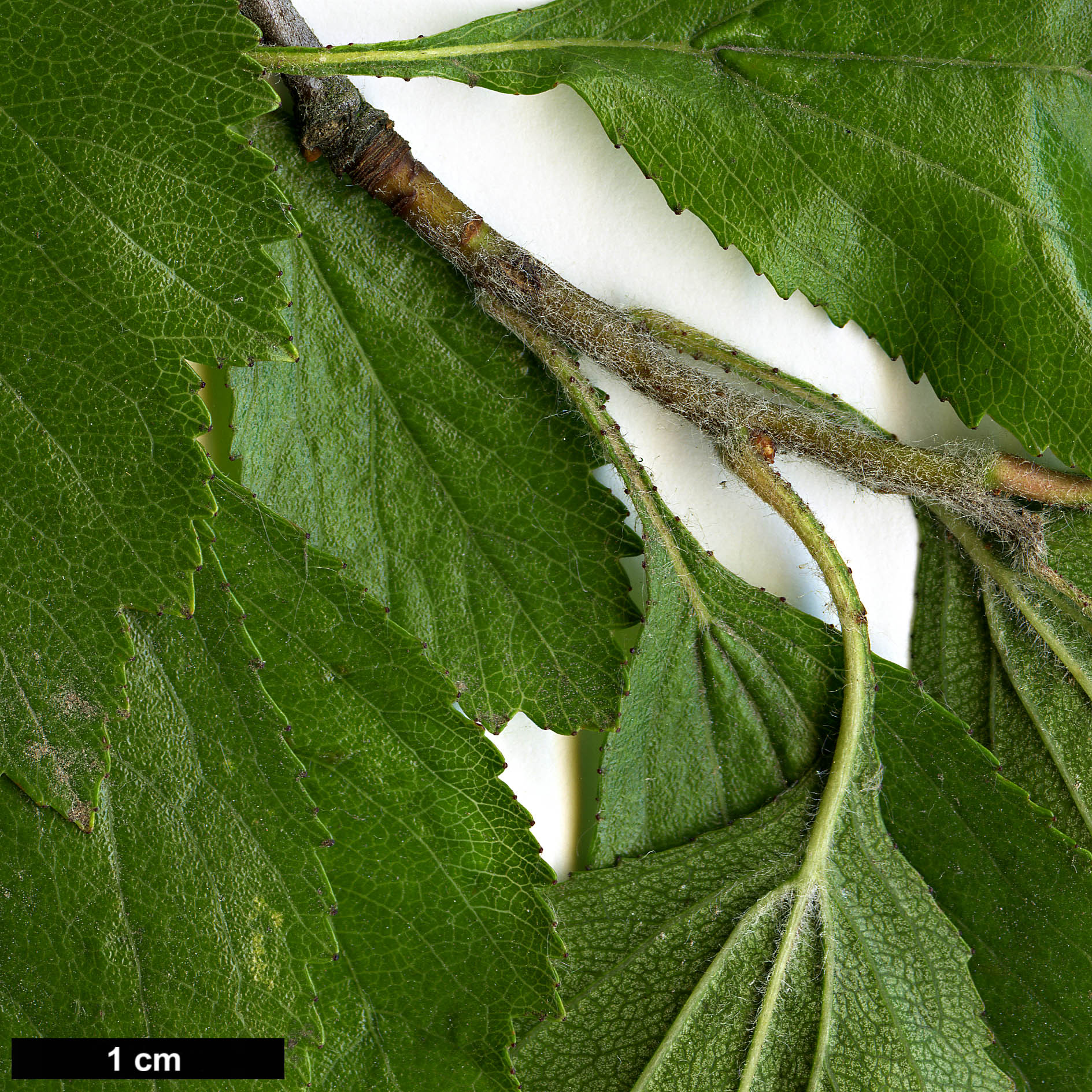 High resolution image: Family: Rosaceae - Genus: Crataegus - Taxon: agrestina