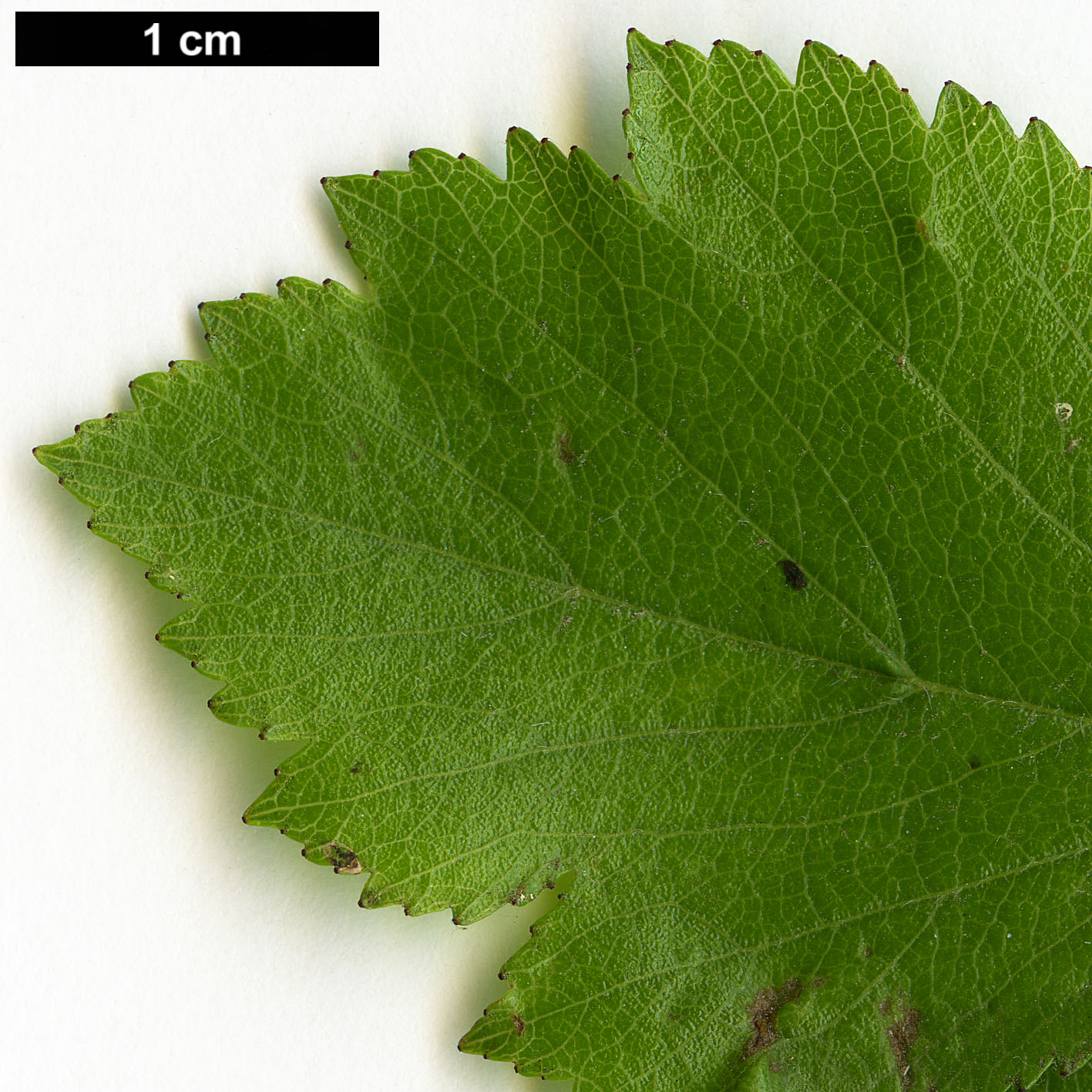 High resolution image: Family: Rosaceae - Genus: Crataegus - Taxon: agrestina