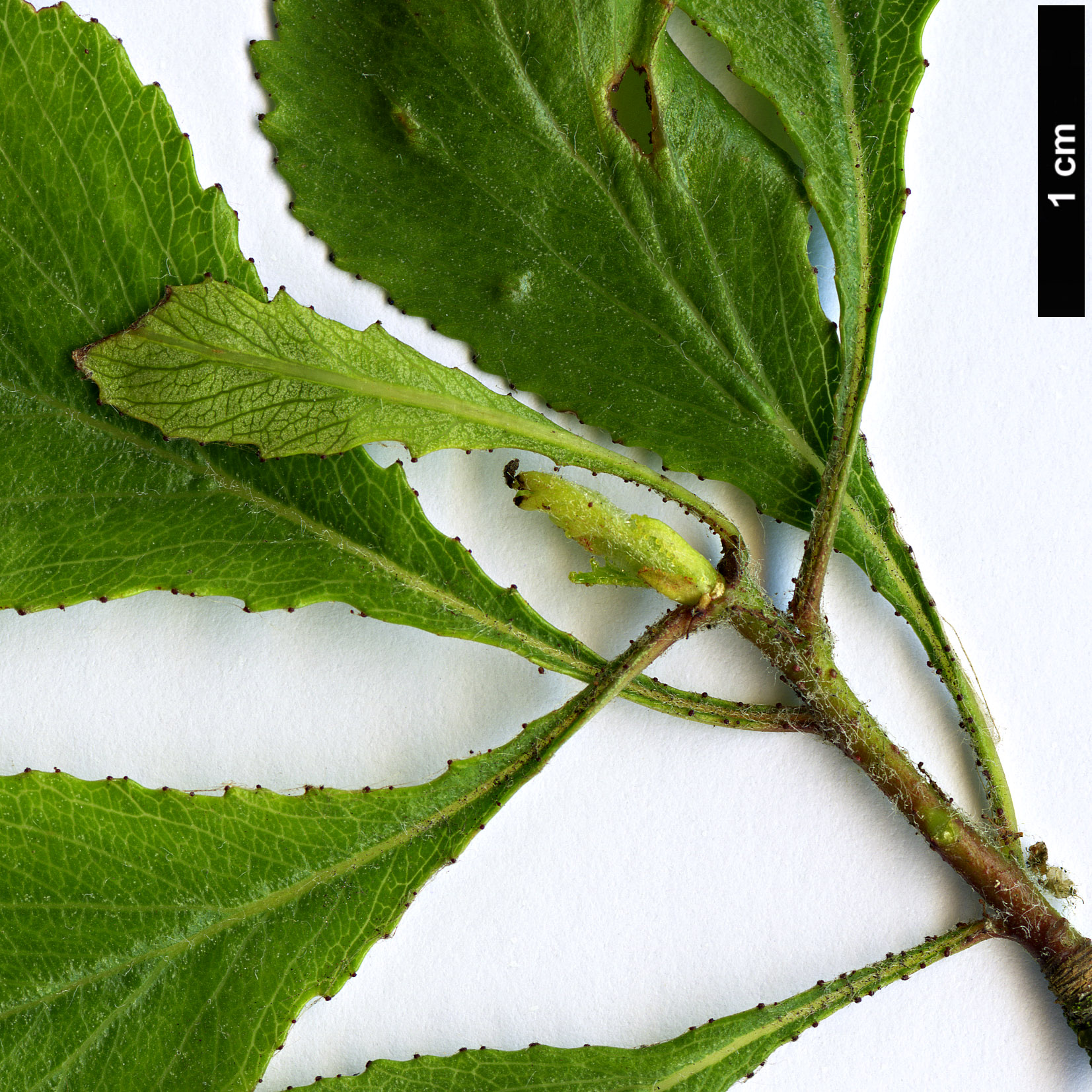 High resolution image: Family: Rosaceae - Genus: Crataegus - Taxon: anisophylla