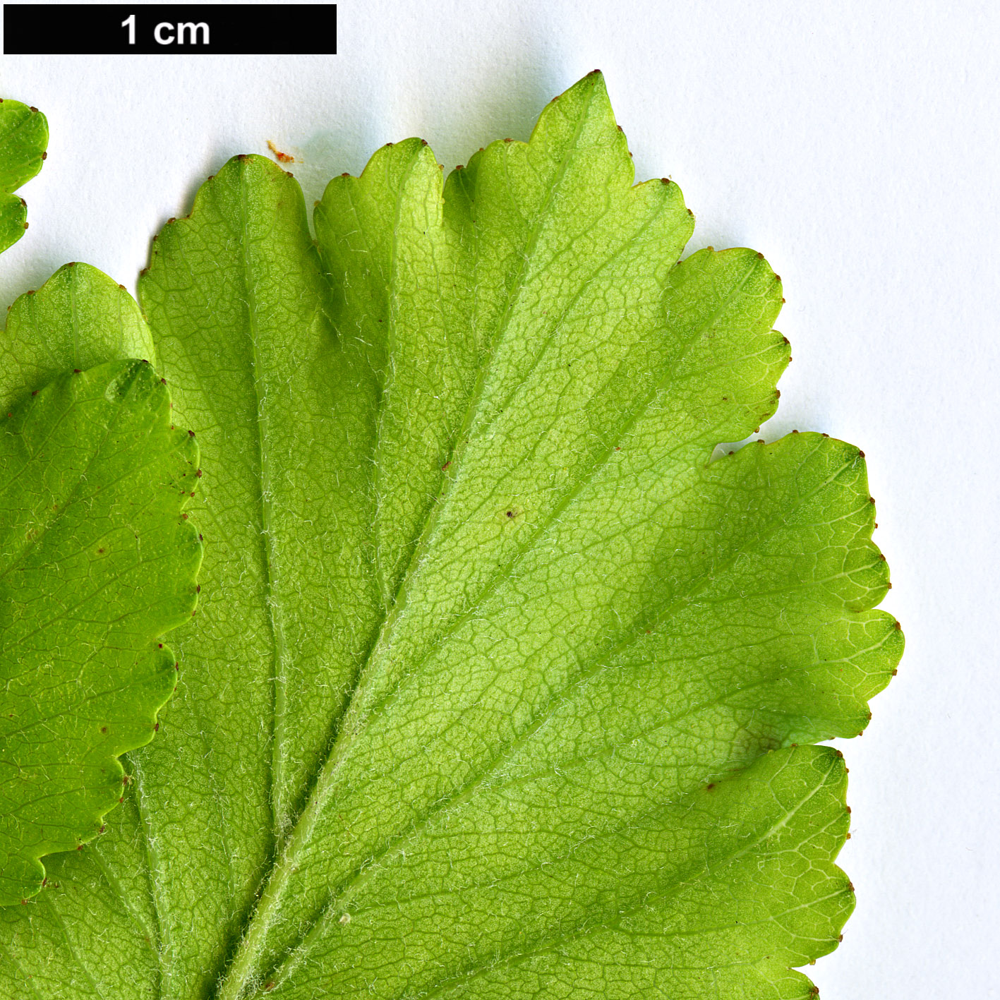 High resolution image: Family: Rosaceae - Genus: Crataegus - Taxon: anisophylla