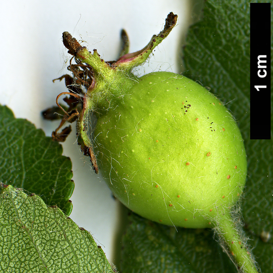 High resolution image: Family: Rosaceae - Genus: Crataegus - Taxon: aprica