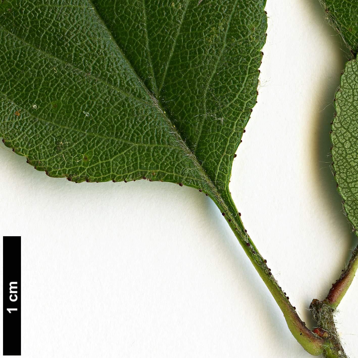 High resolution image: Family: Rosaceae - Genus: Crataegus - Taxon: aprica