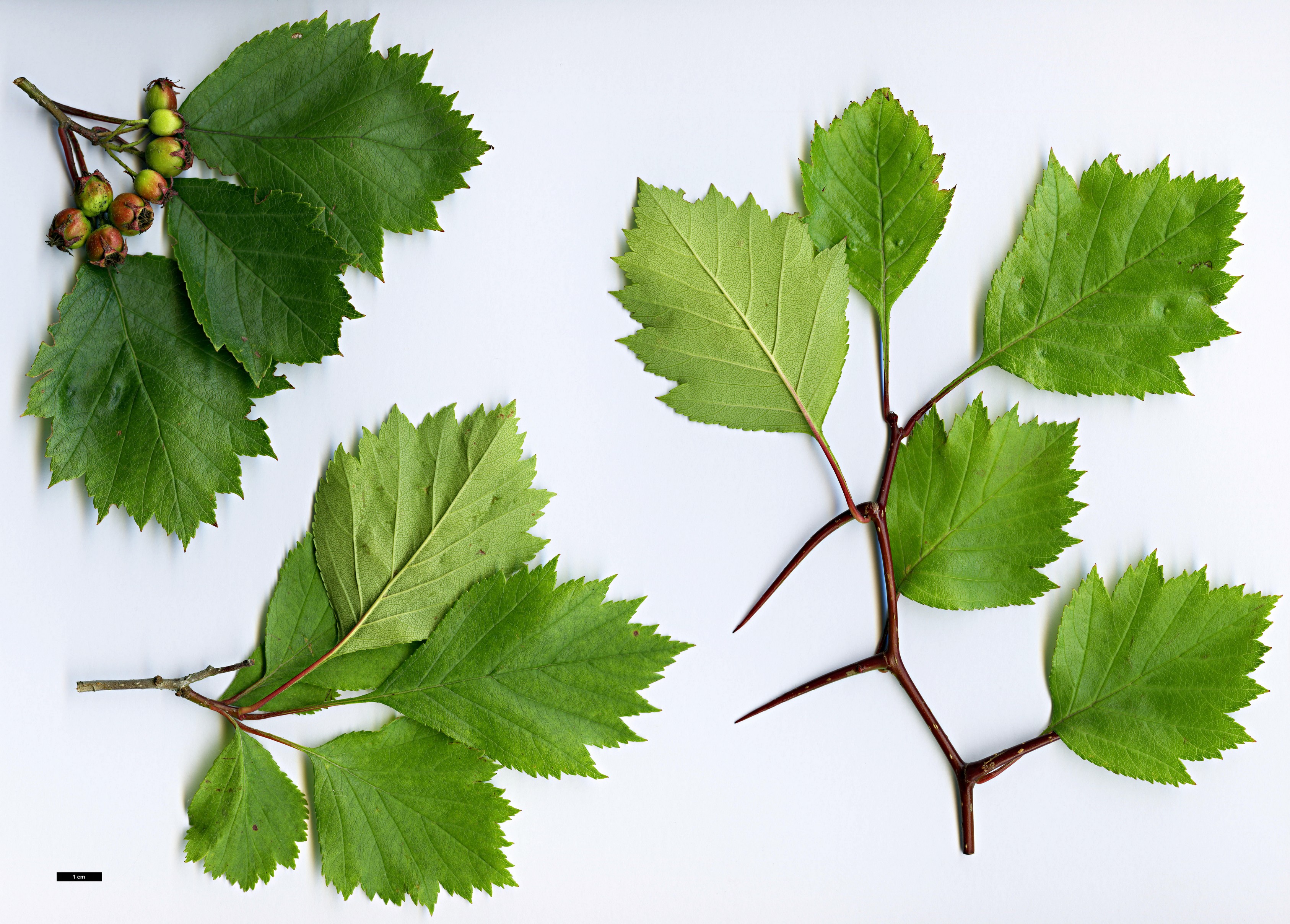 High resolution image: Family: Rosaceae - Genus: Crataegus - Taxon: aquacervensis