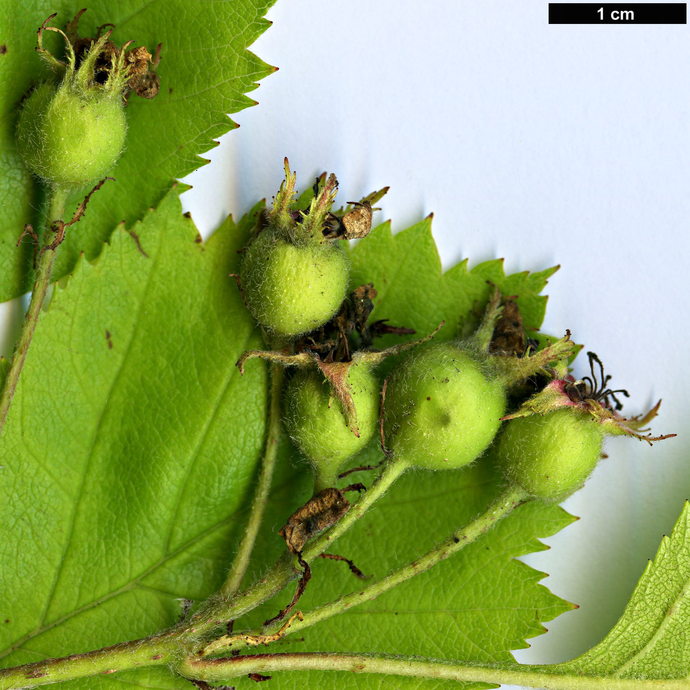 High resolution image: Family: Rosaceae - Genus: Crataegus - Taxon: arnoldiana