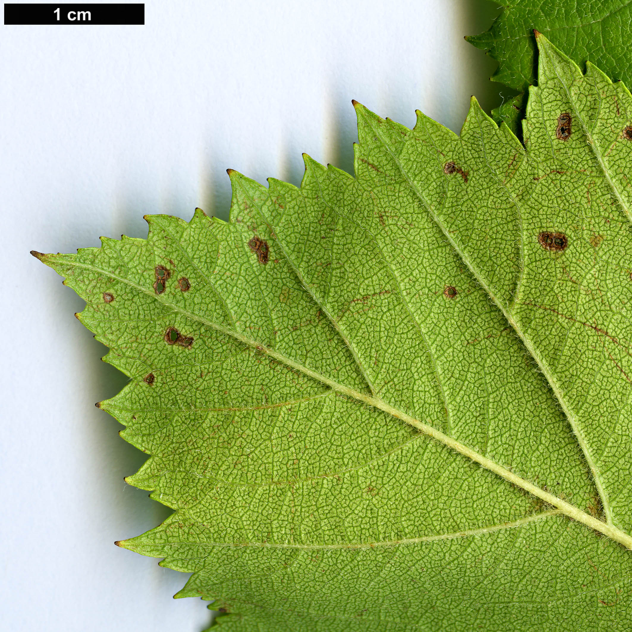 High resolution image: Family: Rosaceae - Genus: Crataegus - Taxon: arnoldiana