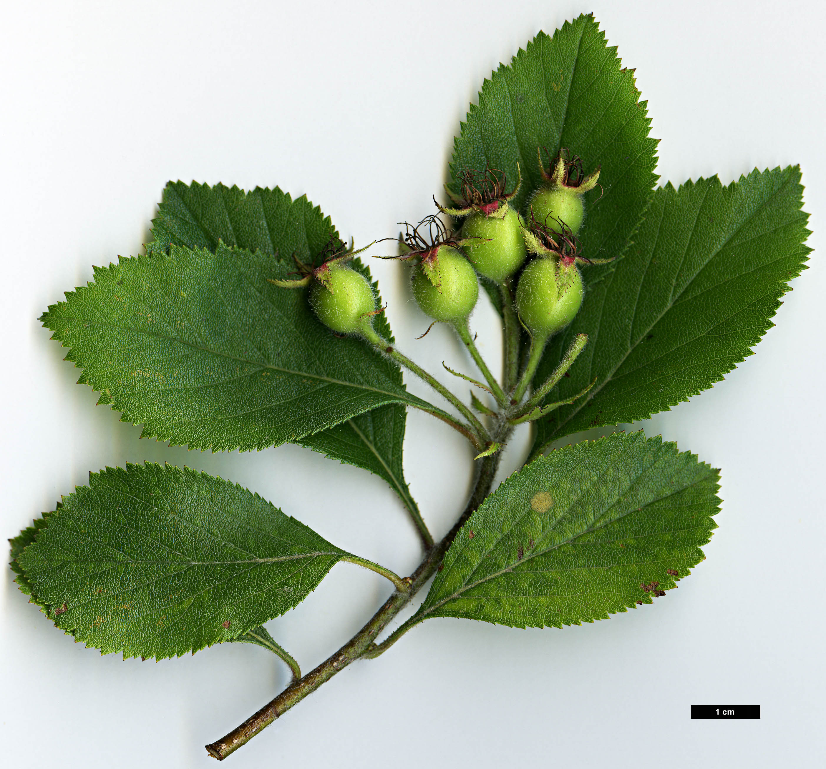 High resolution image: Family: Rosaceae - Genus: Crataegus - Taxon: ashei