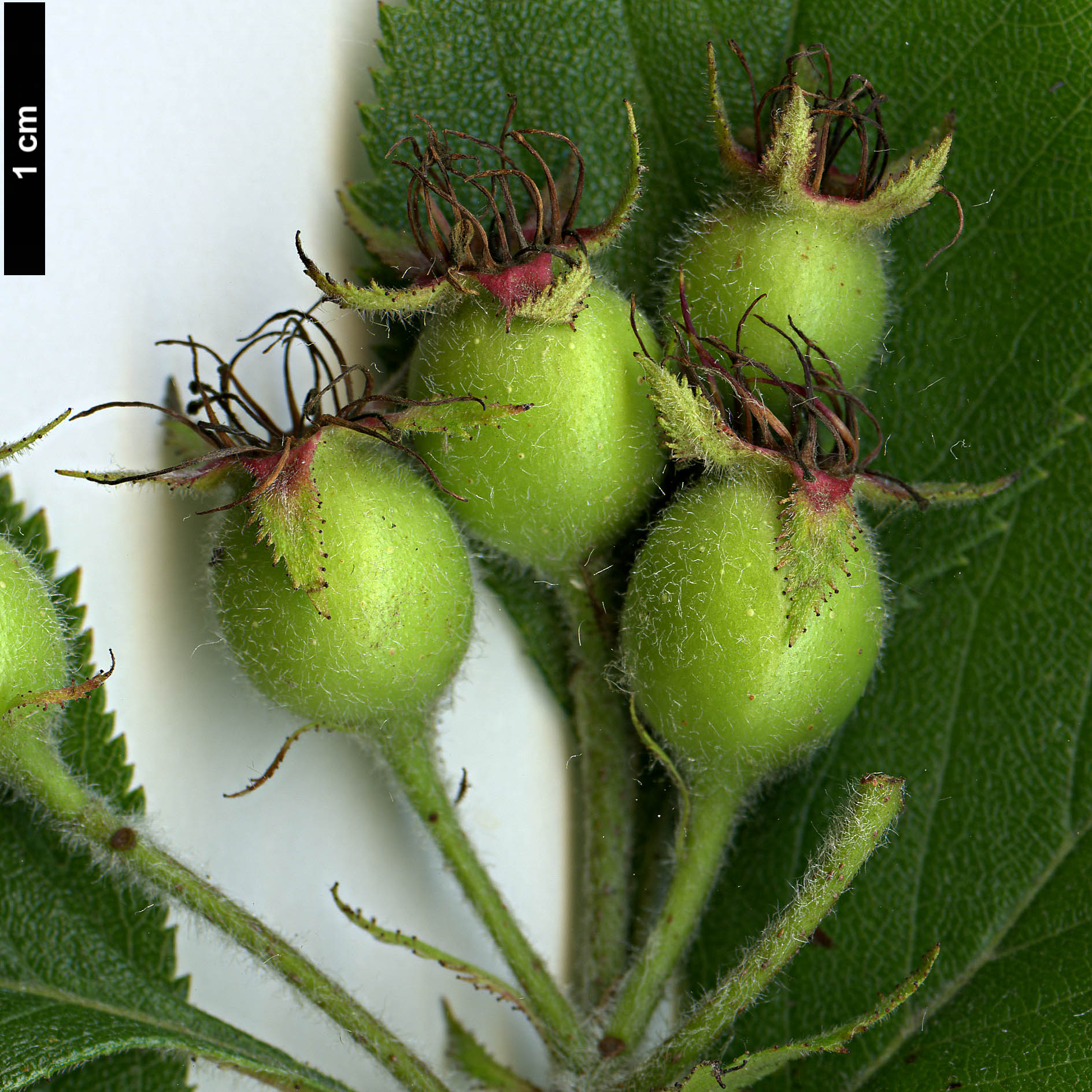 High resolution image: Family: Rosaceae - Genus: Crataegus - Taxon: ashei