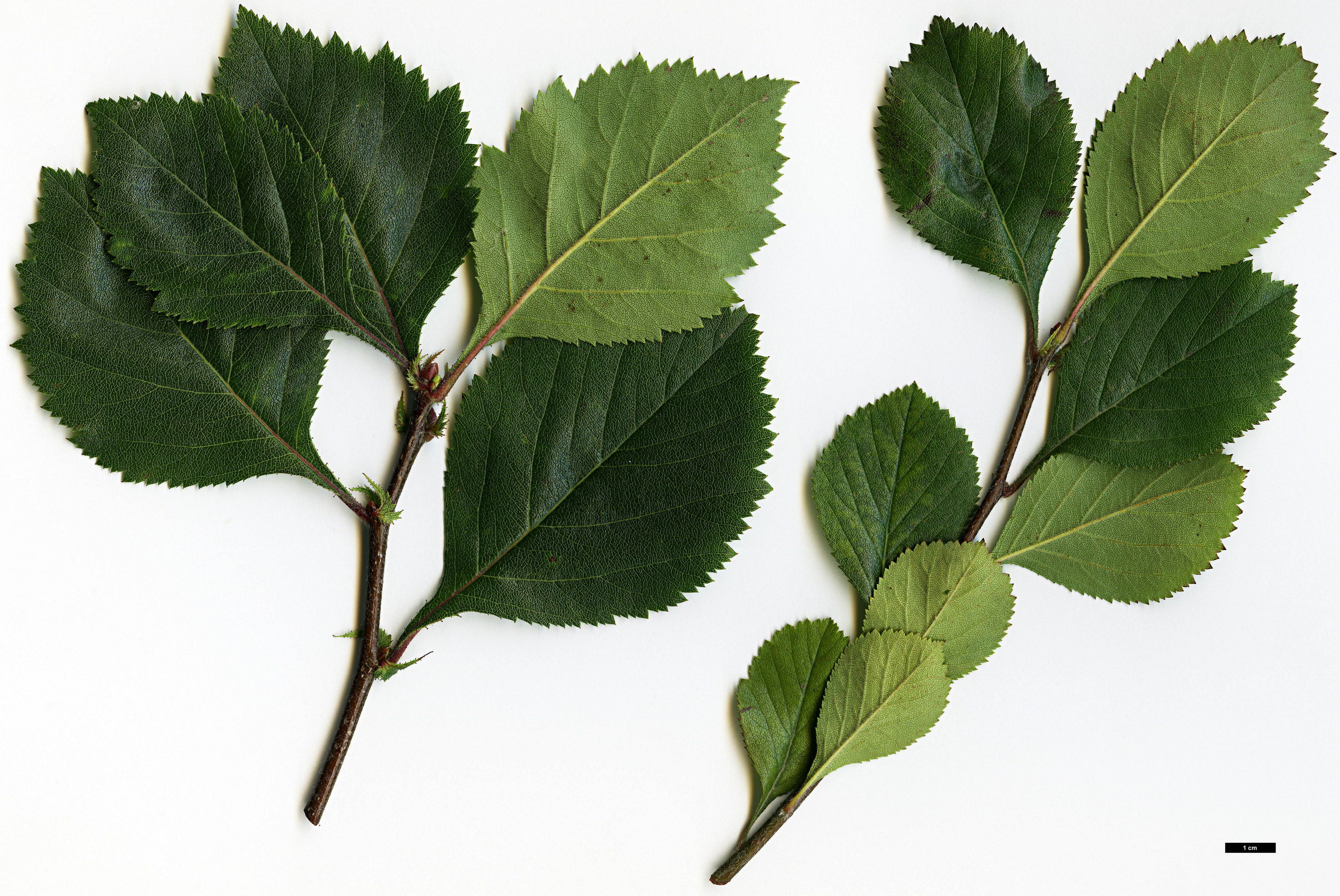 High resolution image: Family: Rosaceae - Genus: Crataegus - Taxon: ashei