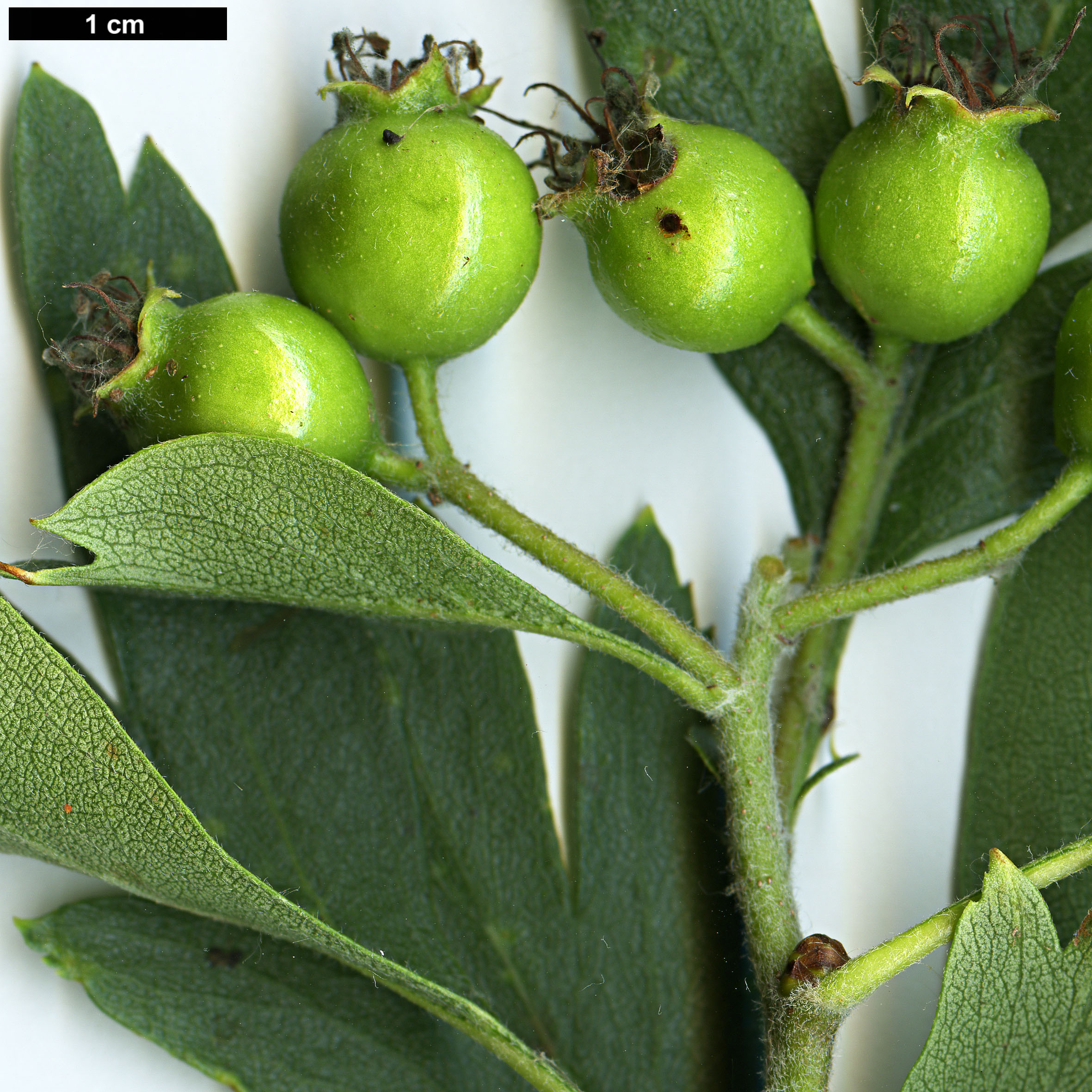 High resolution image: Family: Rosaceae - Genus: Crataegus - Taxon: azarolus - SpeciesSub: 'Geraki'