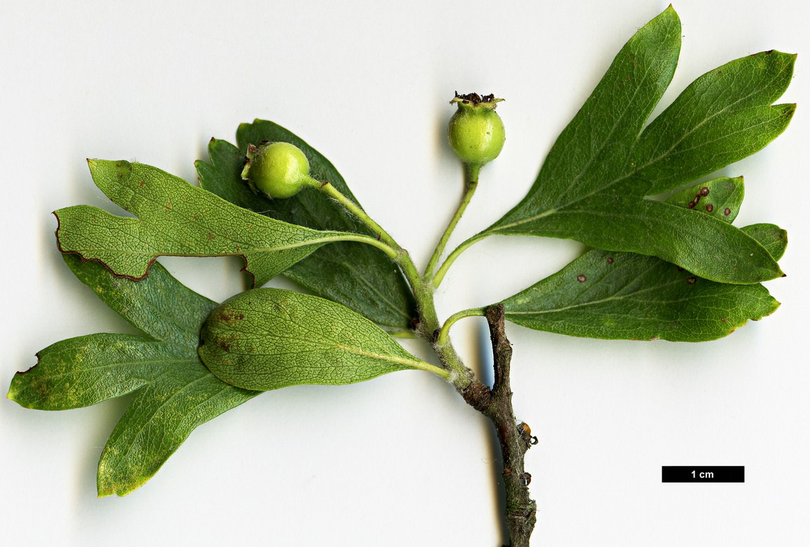 High resolution image: Family: Rosaceae - Genus: Crataegus - Taxon: azarolus