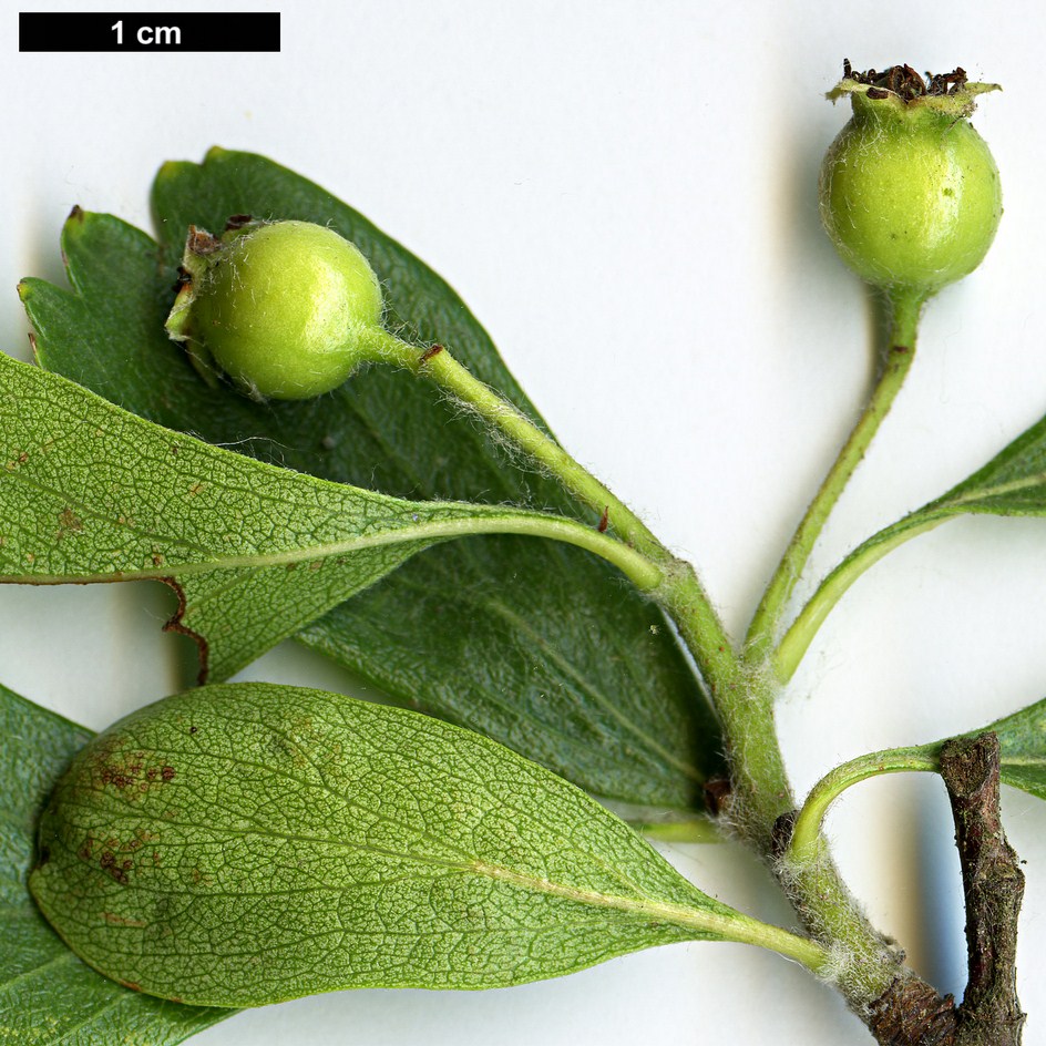 High resolution image: Family: Rosaceae - Genus: Crataegus - Taxon: azarolus