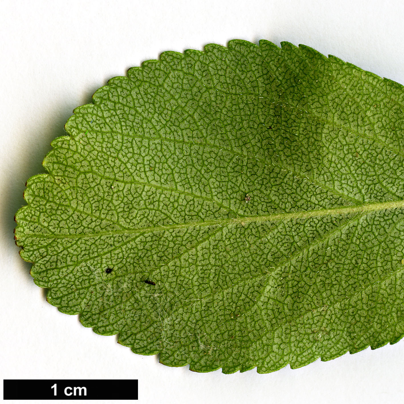 High resolution image: Family: Rosaceae - Genus: Crataegus - Taxon: berberifolia