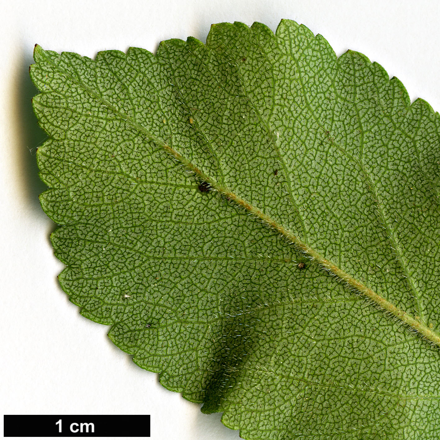 High resolution image: Family: Rosaceae - Genus: Crataegus - Taxon: berberifolia