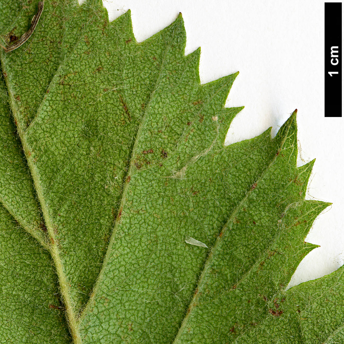 High resolution image: Family: Rosaceae - Genus: Crataegus - Taxon: brazoria