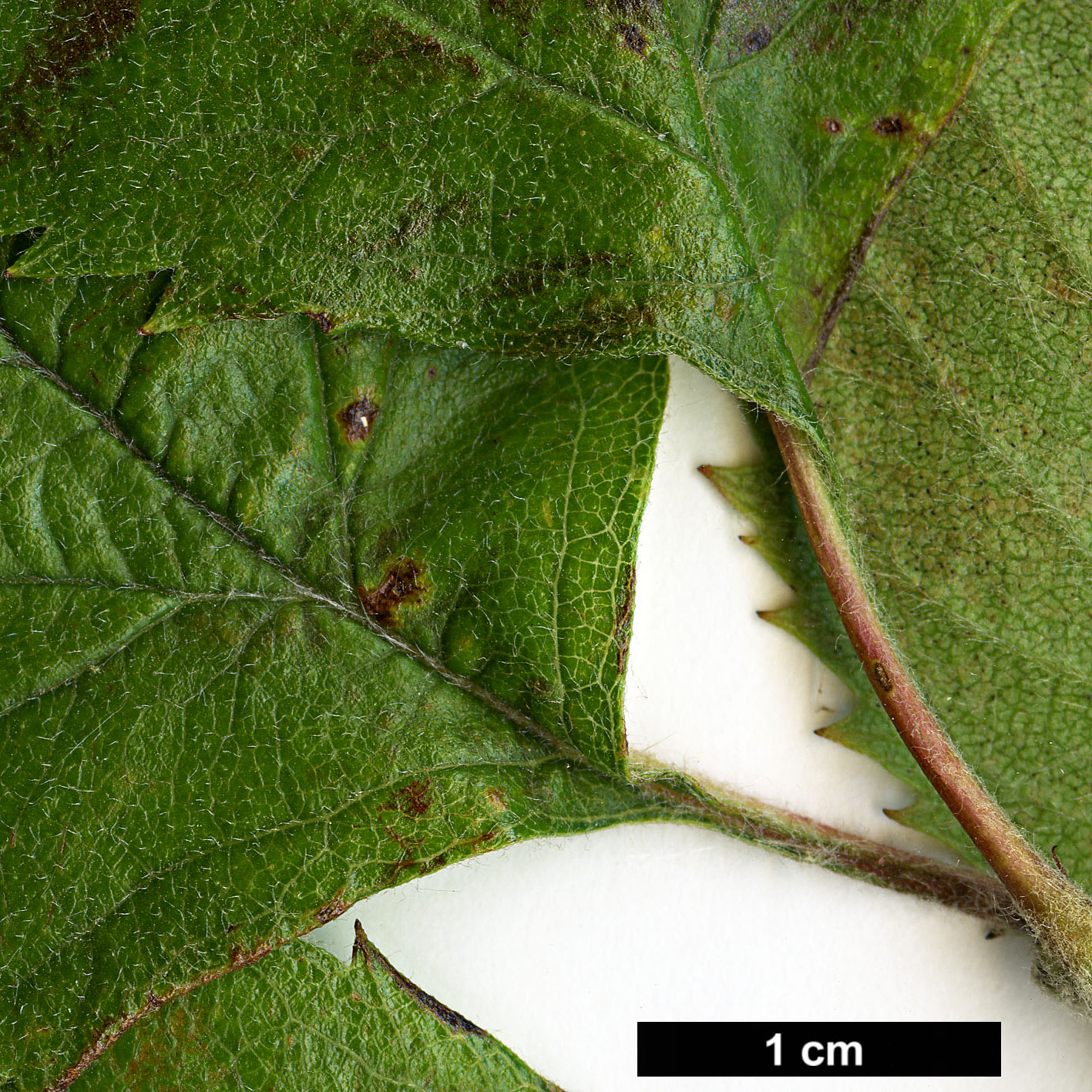 High resolution image: Family: Rosaceae - Genus: Crataegus - Taxon: brazoria