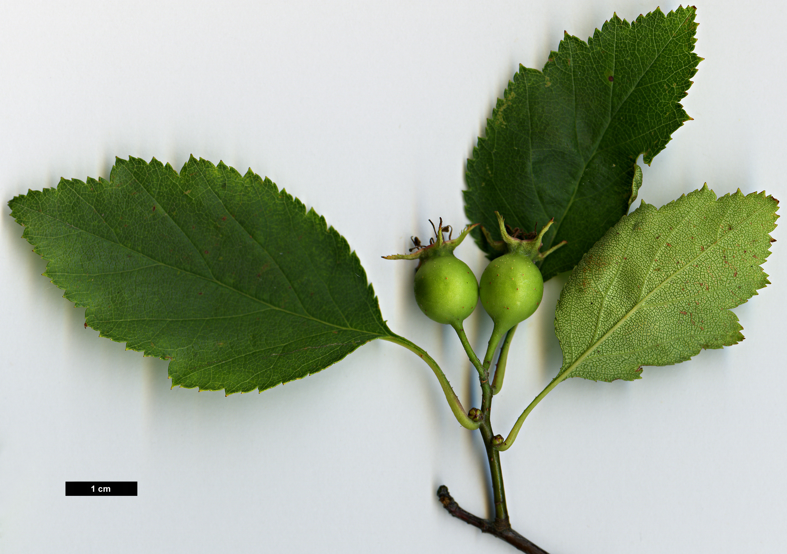 High resolution image: Family: Rosaceae - Genus: Crataegus - Taxon: buckleyi