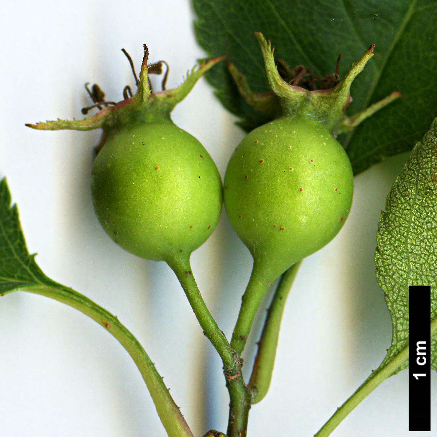 High resolution image: Family: Rosaceae - Genus: Crataegus - Taxon: buckleyi