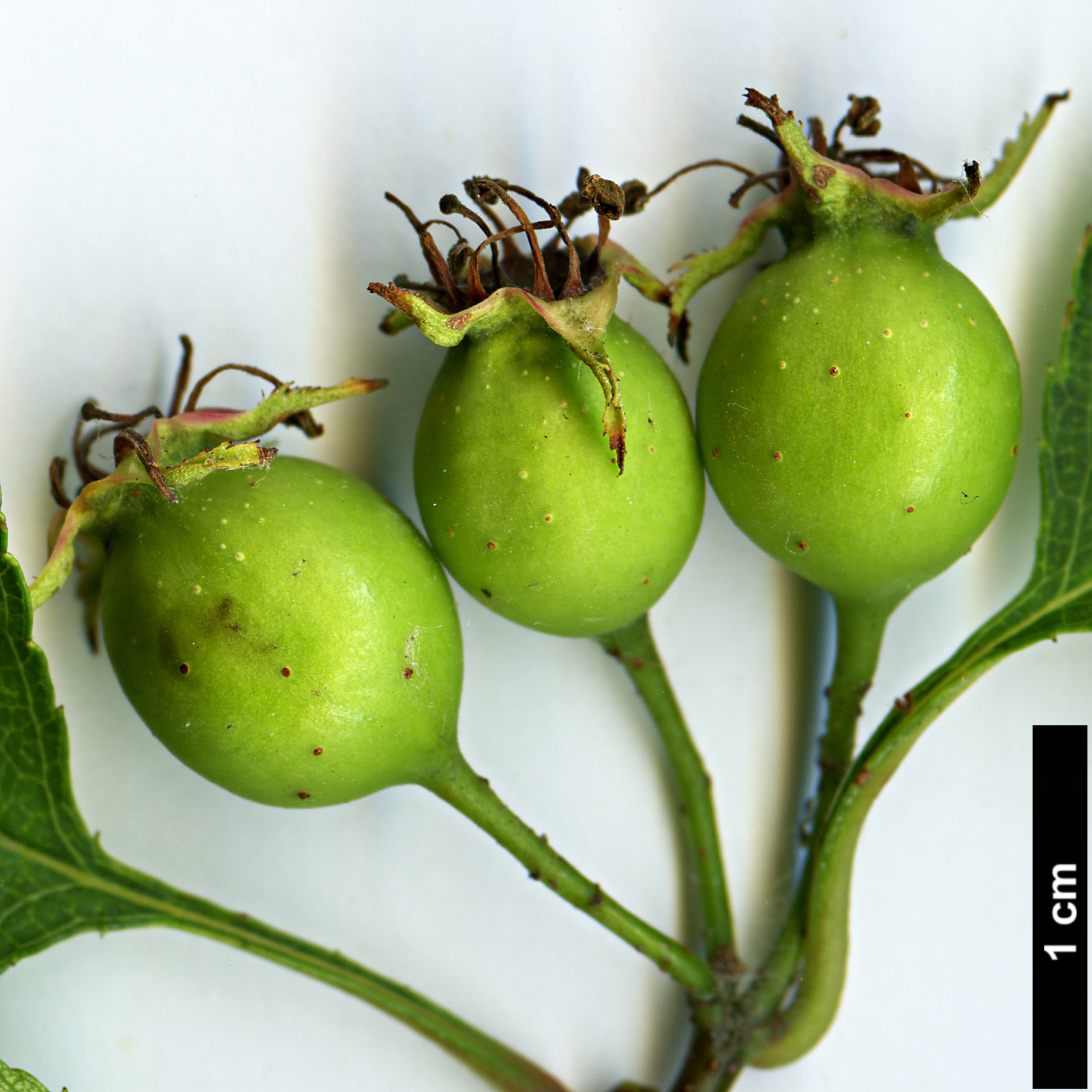 High resolution image: Family: Rosaceae - Genus: Crataegus - Taxon: buckleyi