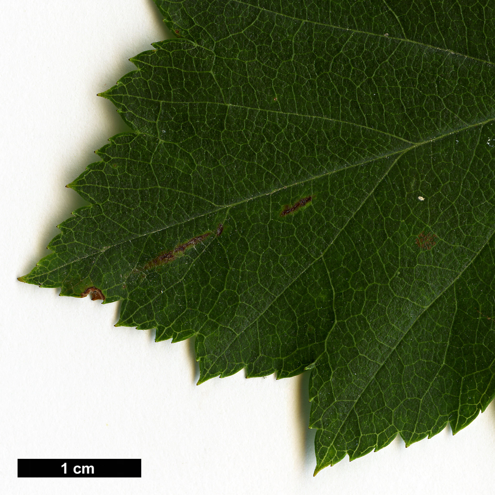 High resolution image: Family: Rosaceae - Genus: Crataegus - Taxon: buckleyi