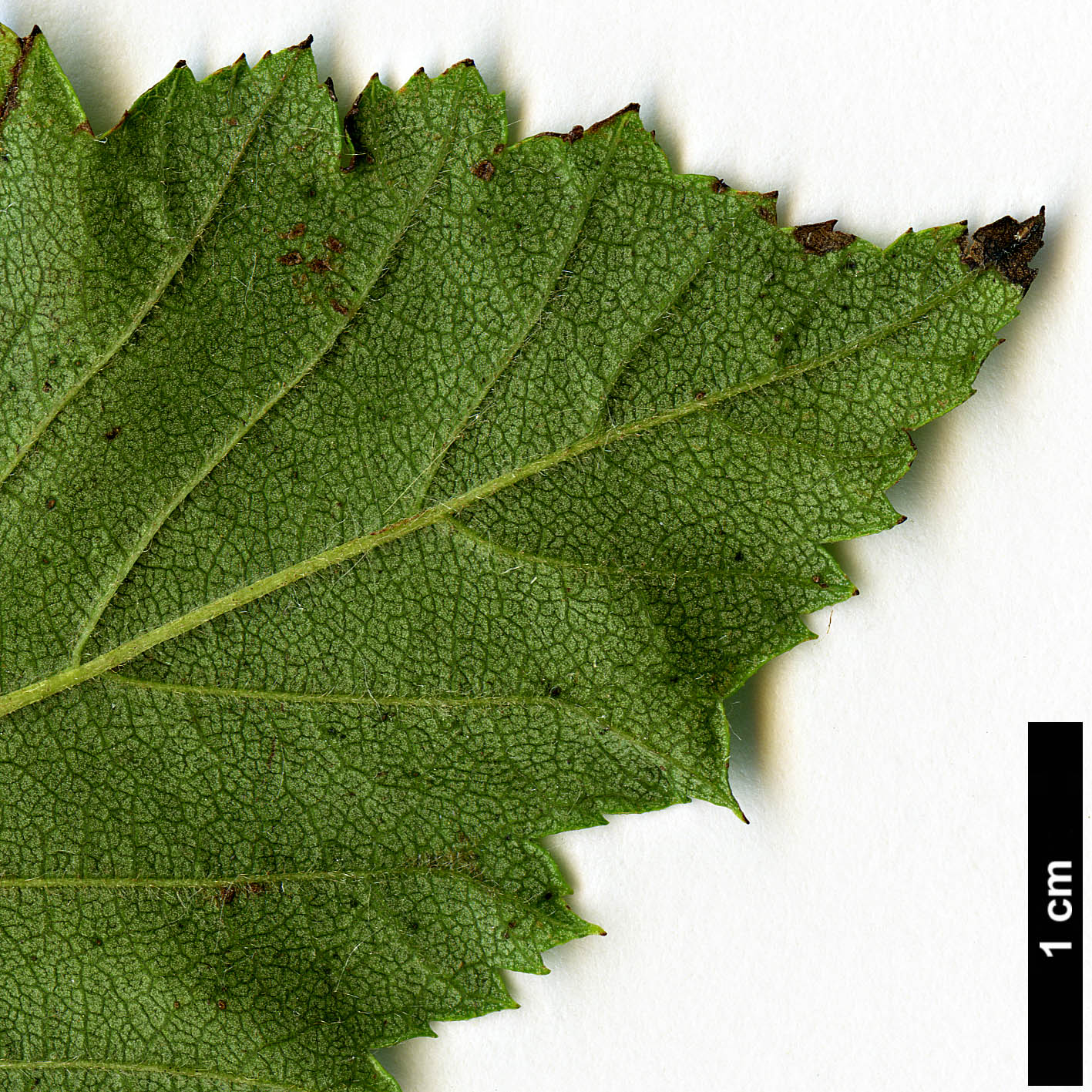 High resolution image: Family: Rosaceae - Genus: Crataegus - Taxon: calpodendron