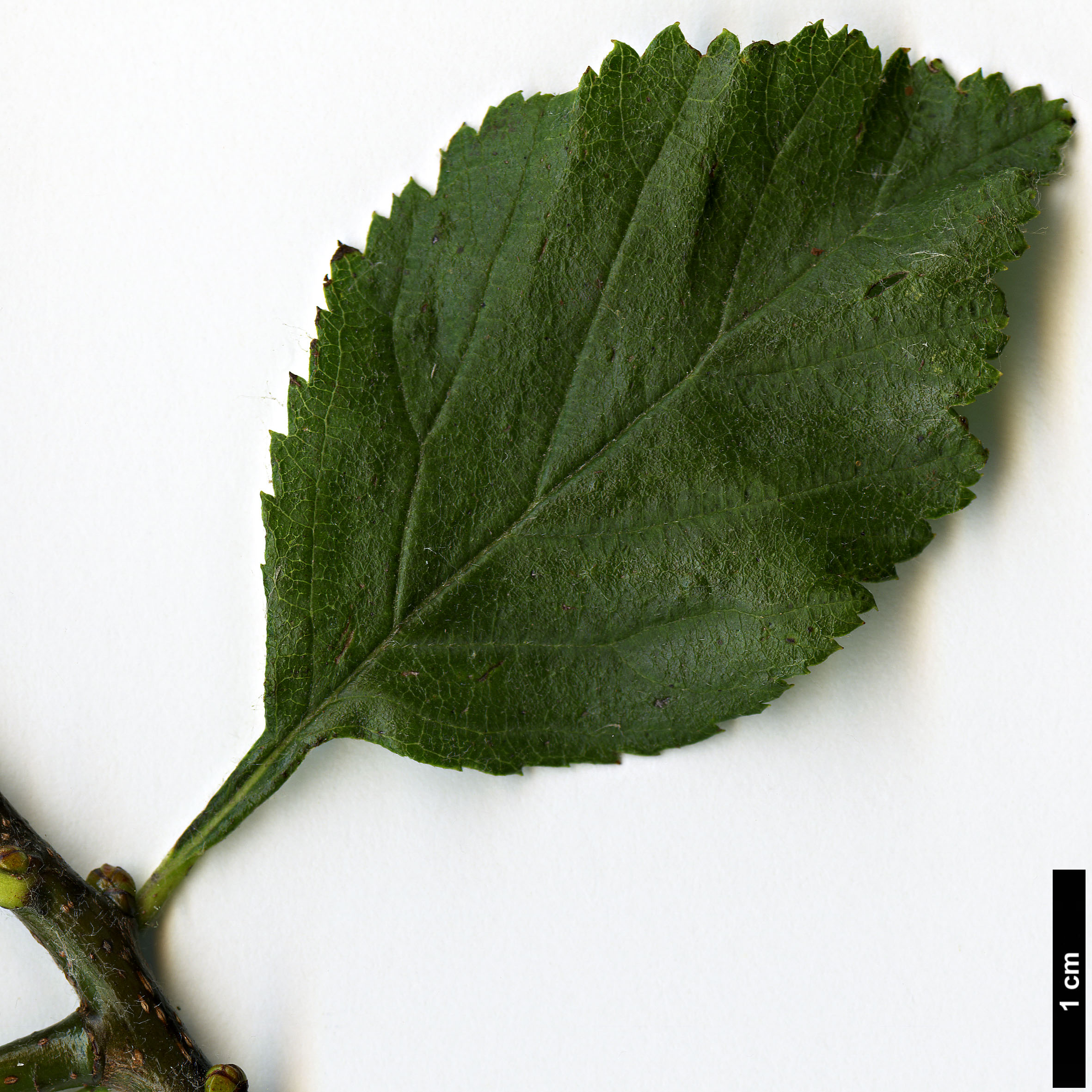 High resolution image: Family: Rosaceae - Genus: Crataegus - Taxon: calpodendron