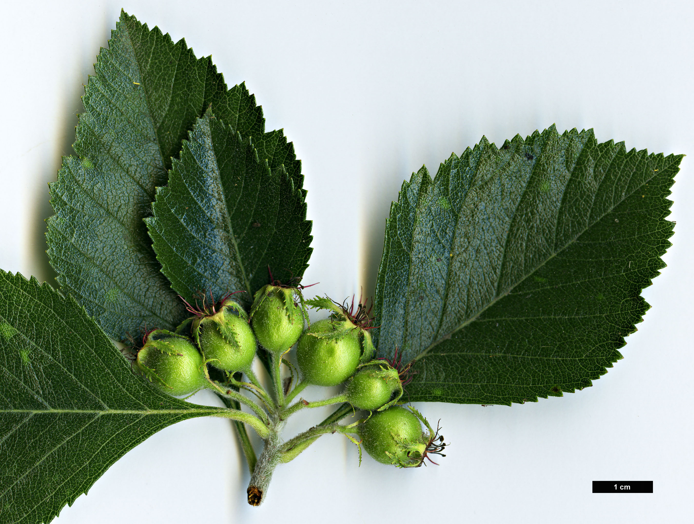 High resolution image: Family: Rosaceae - Genus: Crataegus - Taxon: calpodendron