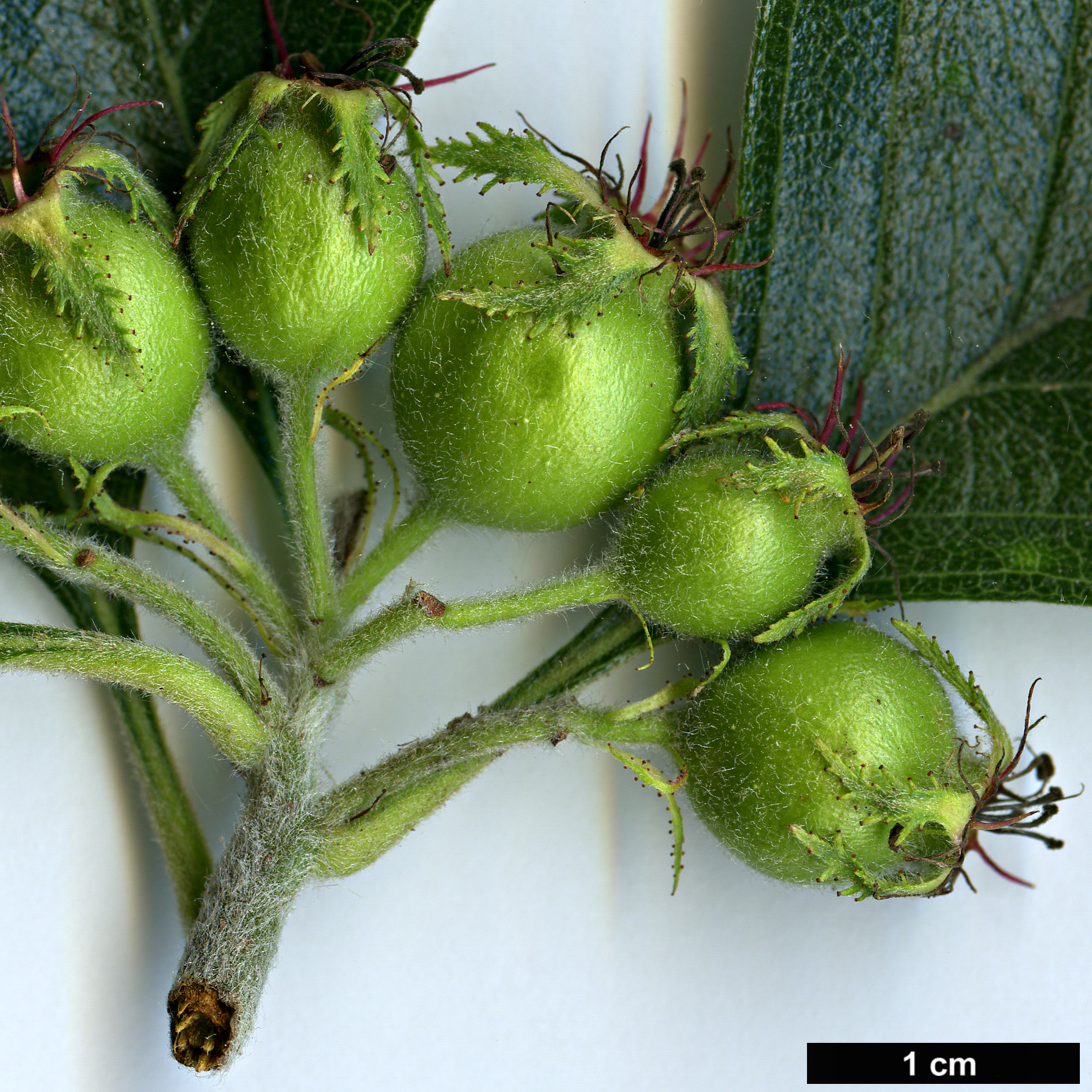 High resolution image: Family: Rosaceae - Genus: Crataegus - Taxon: calpodendron