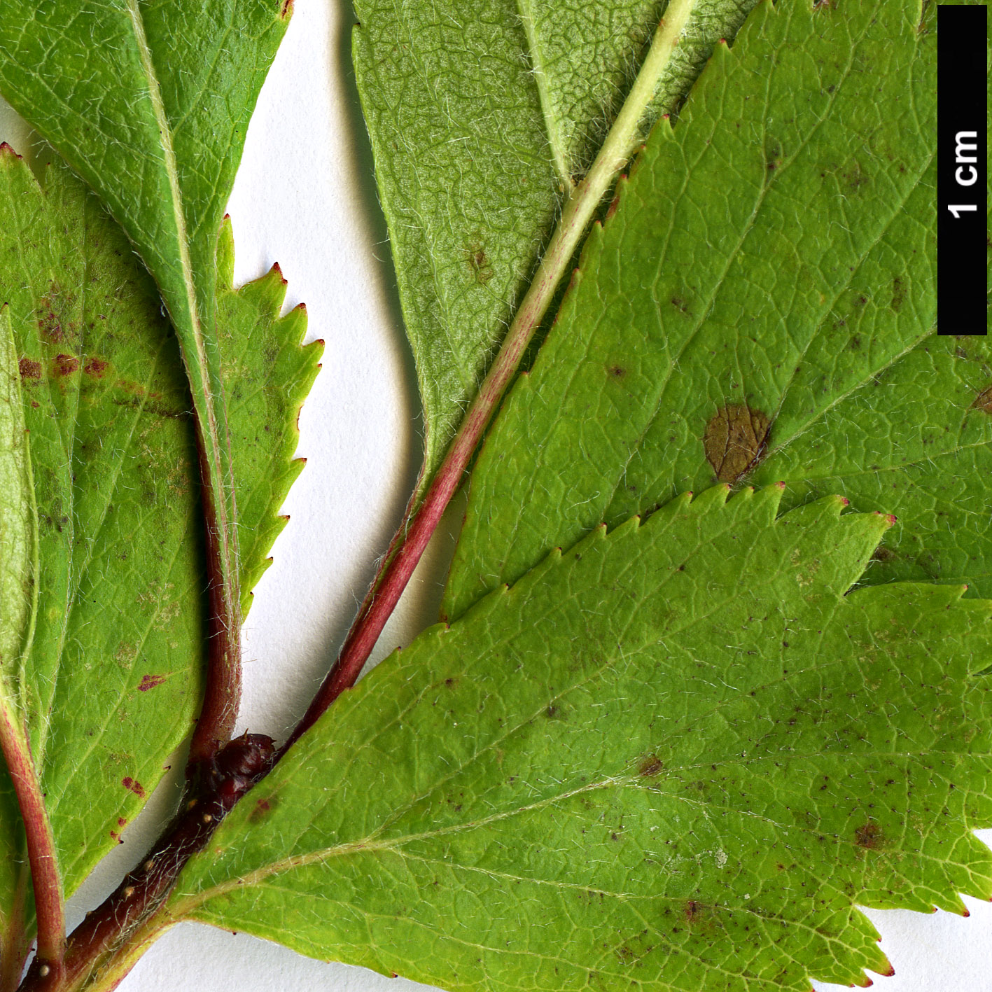 High resolution image: Family: Rosaceae - Genus: Crataegus - Taxon: castlegarensis