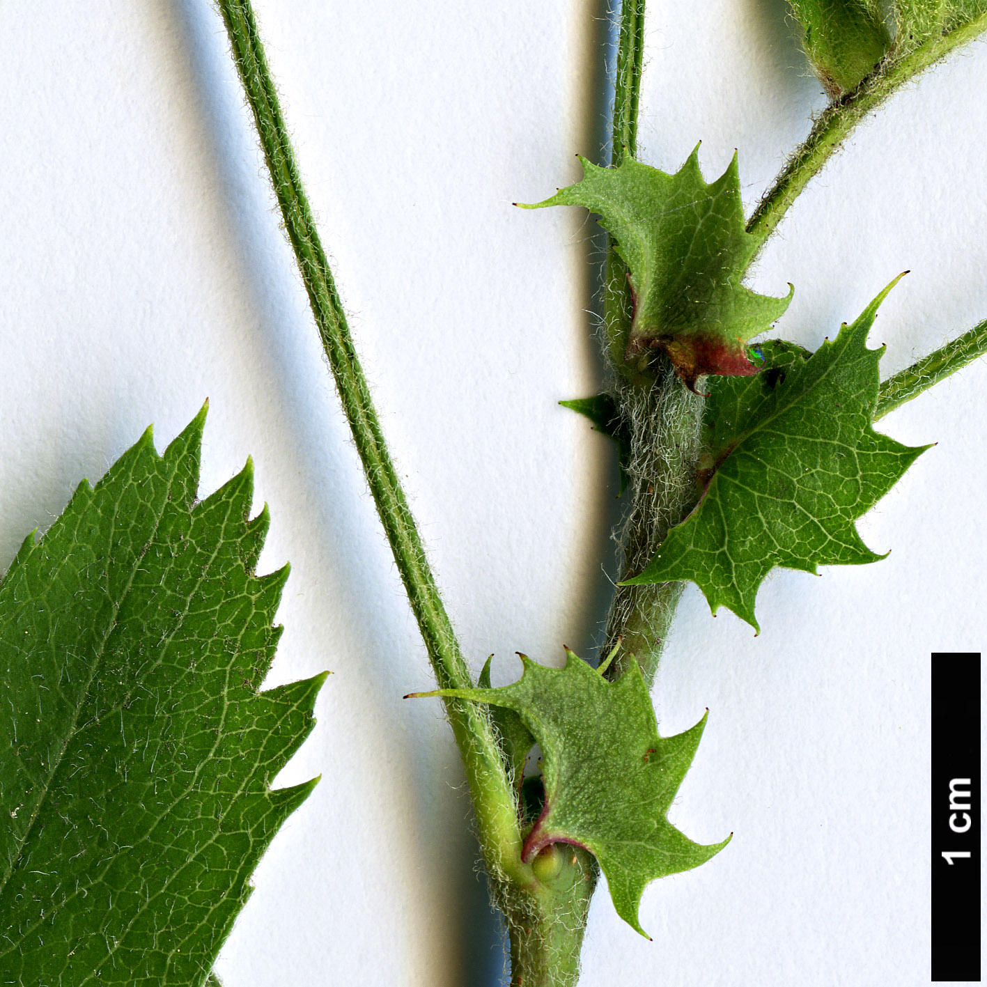 High resolution image: Family: Rosaceae - Genus: Crataegus - Taxon: caucasica