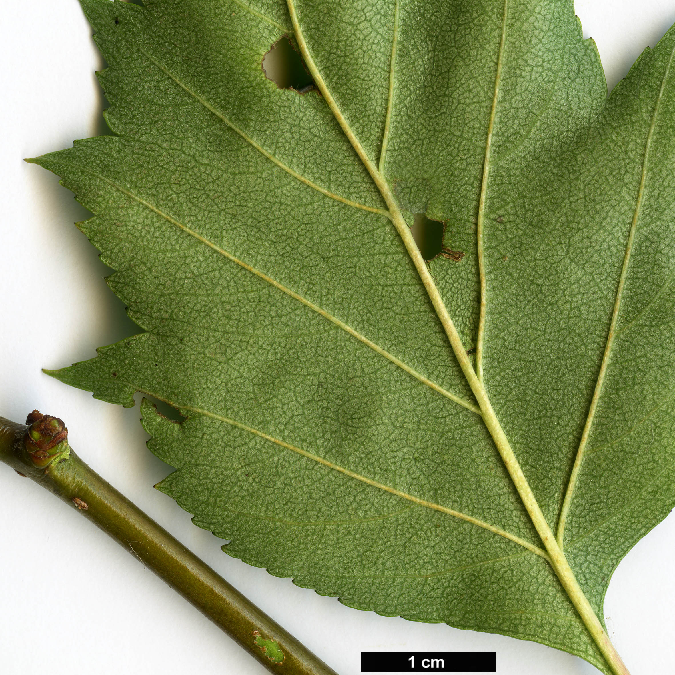 High resolution image: Family: Rosaceae - Genus: Crataegus - Taxon: cerronis