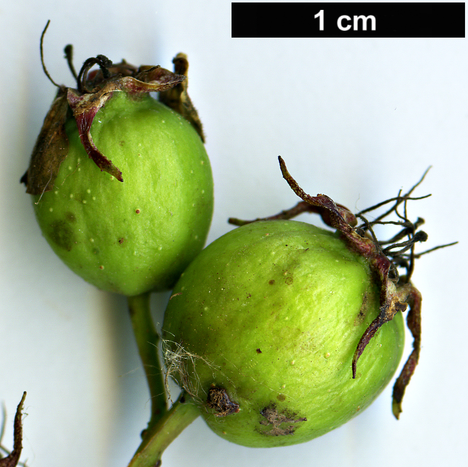 High resolution image: Family: Rosaceae - Genus: Crataegus - Taxon: cerronis