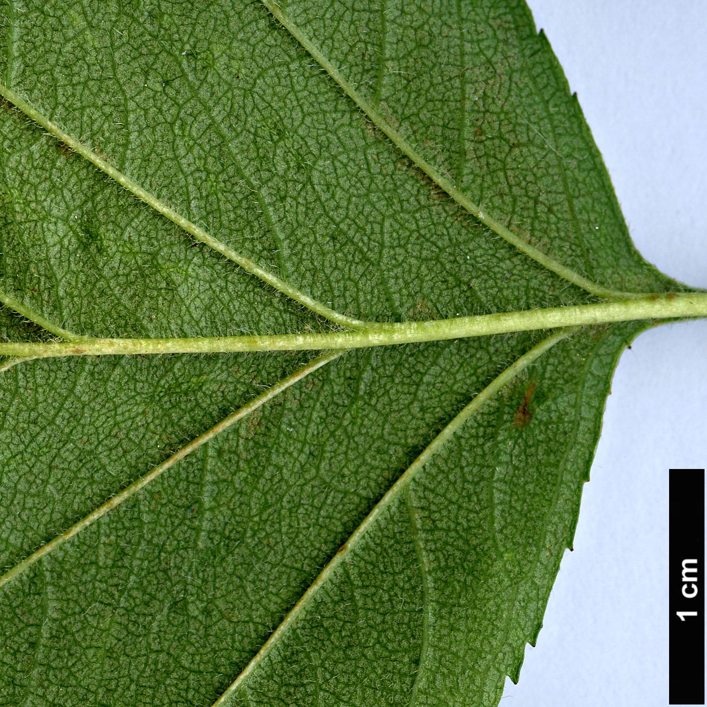 High resolution image: Family: Rosaceae - Genus: Crataegus - Taxon: champlainensis