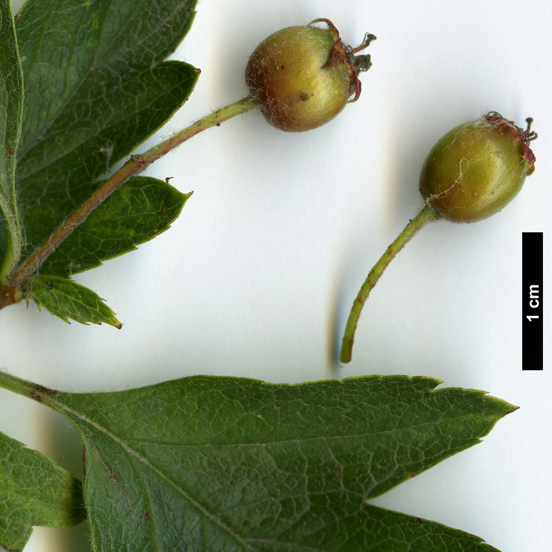 High resolution image: Family: Rosaceae - Genus: Crataegus - Taxon: chlorosarca