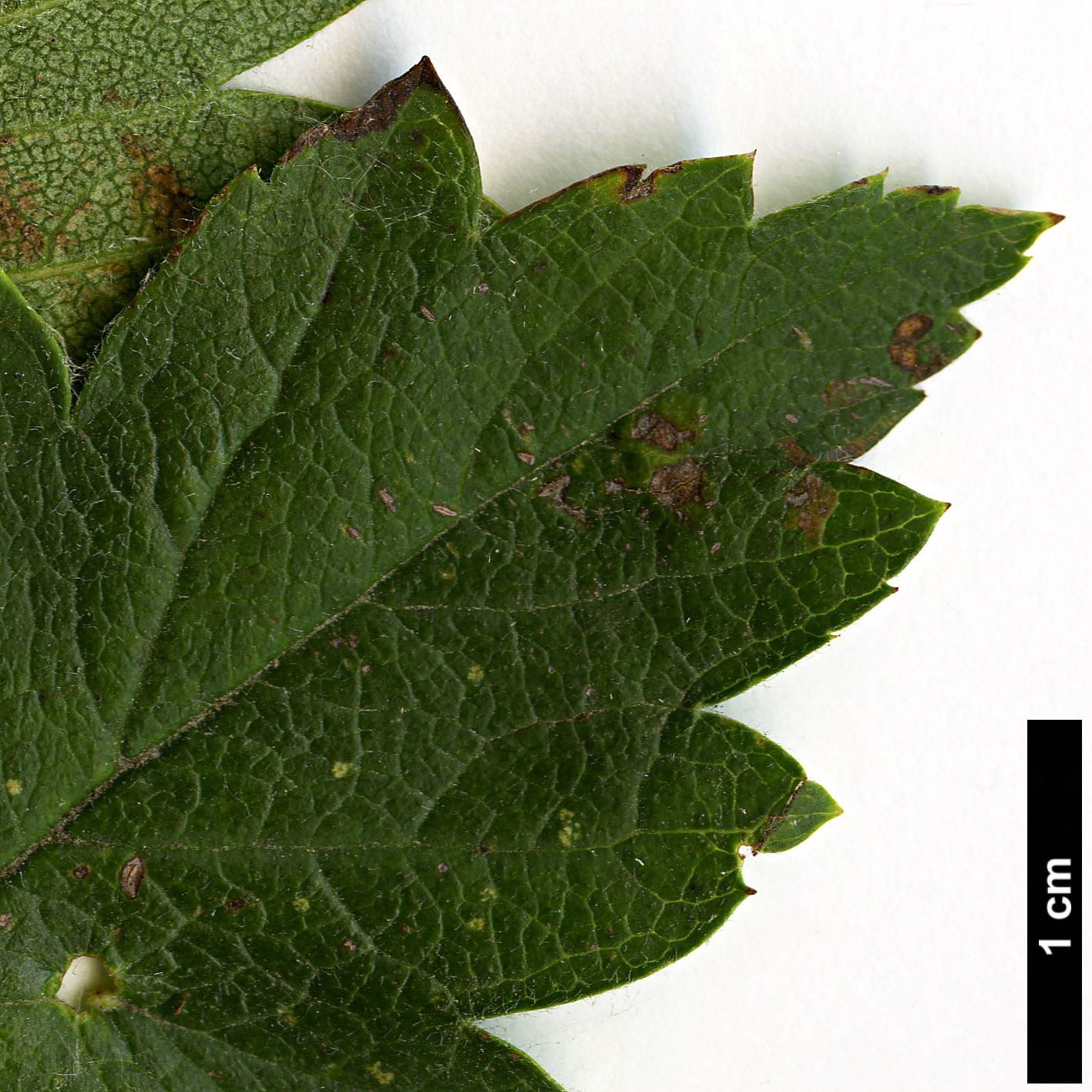 High resolution image: Family: Rosaceae - Genus: Crataegus - Taxon: chlorosarca