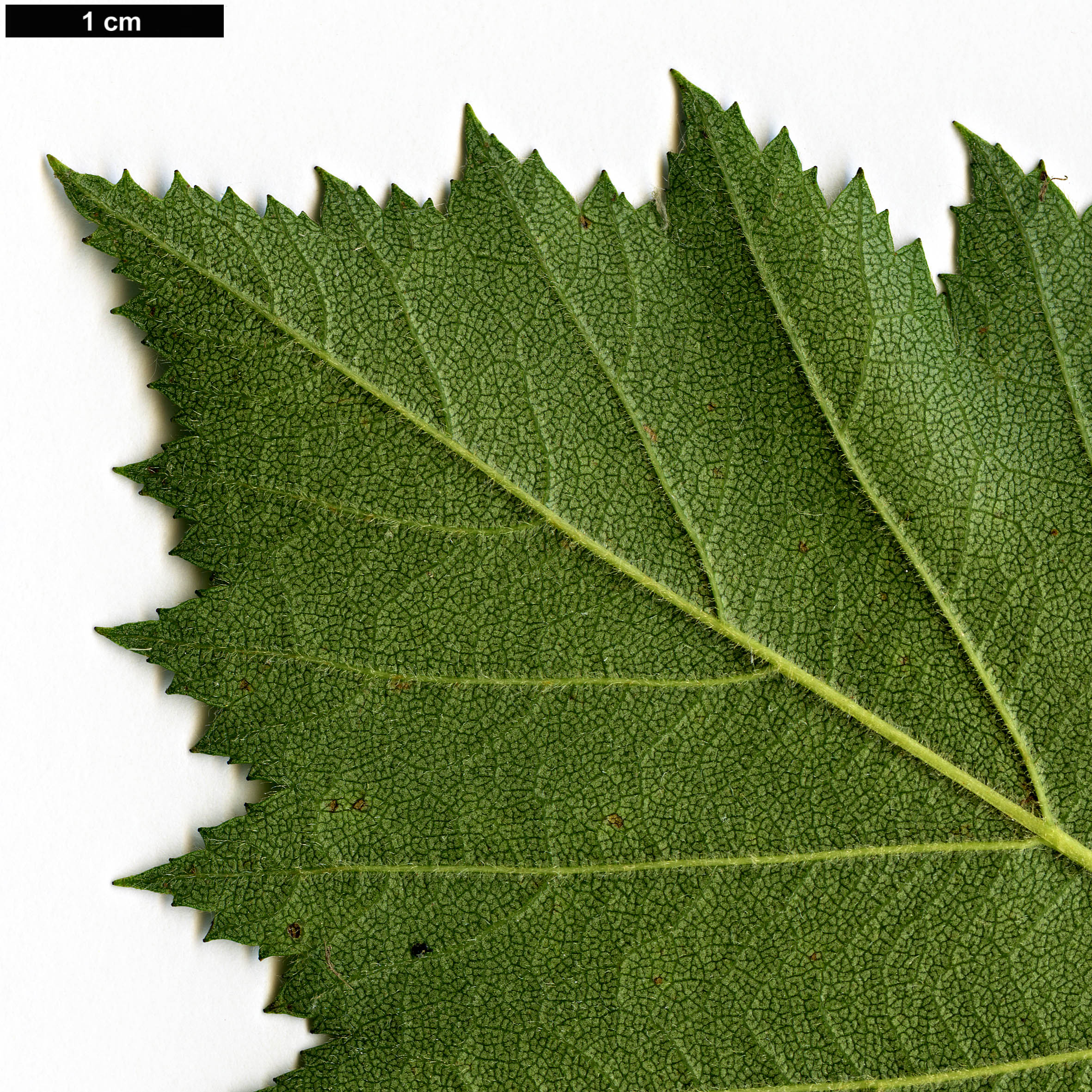 High resolution image: Family: Rosaceae - Genus: Crataegus - Taxon: chrysocarpa