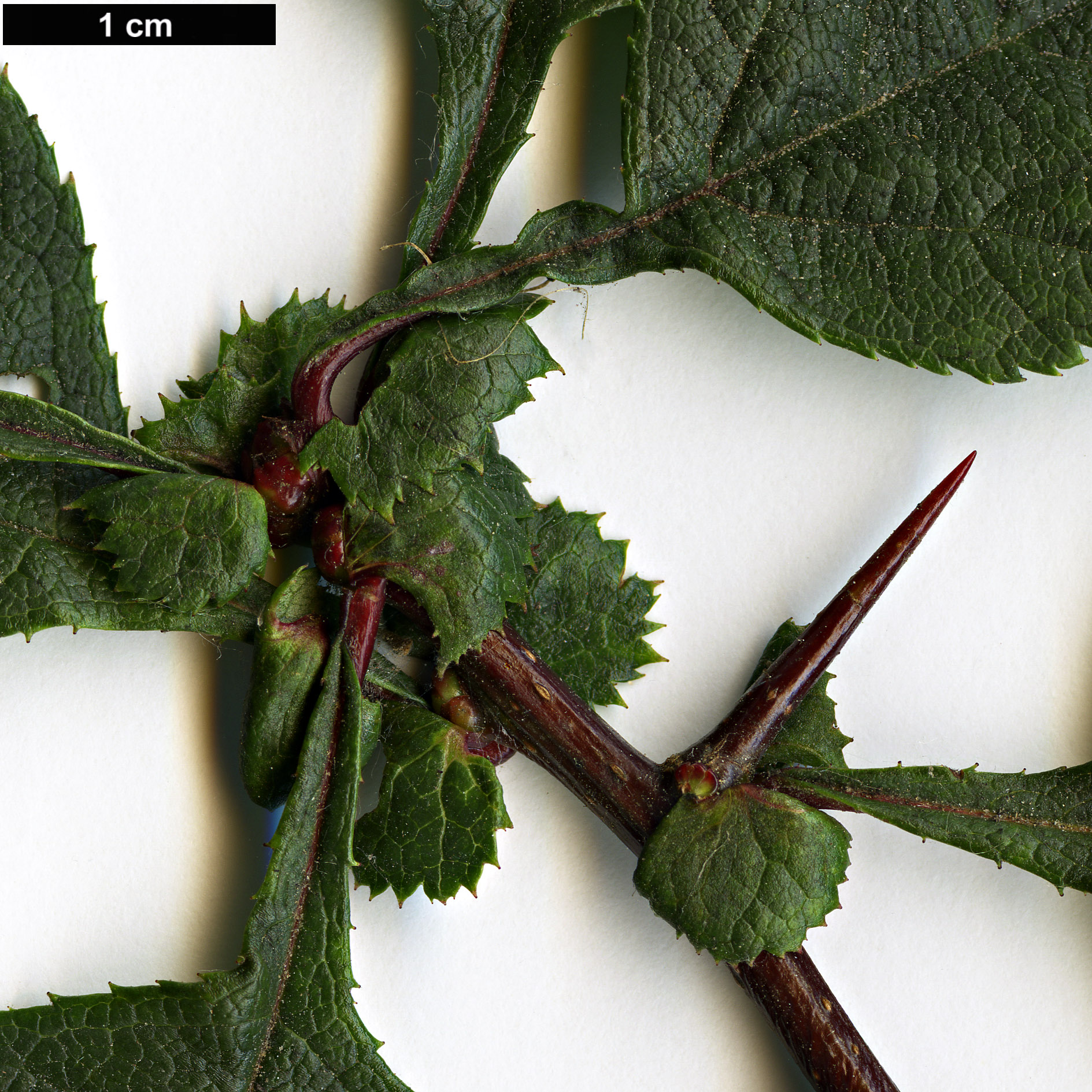 High resolution image: Family: Rosaceae - Genus: Crataegus - Taxon: chungtienensis