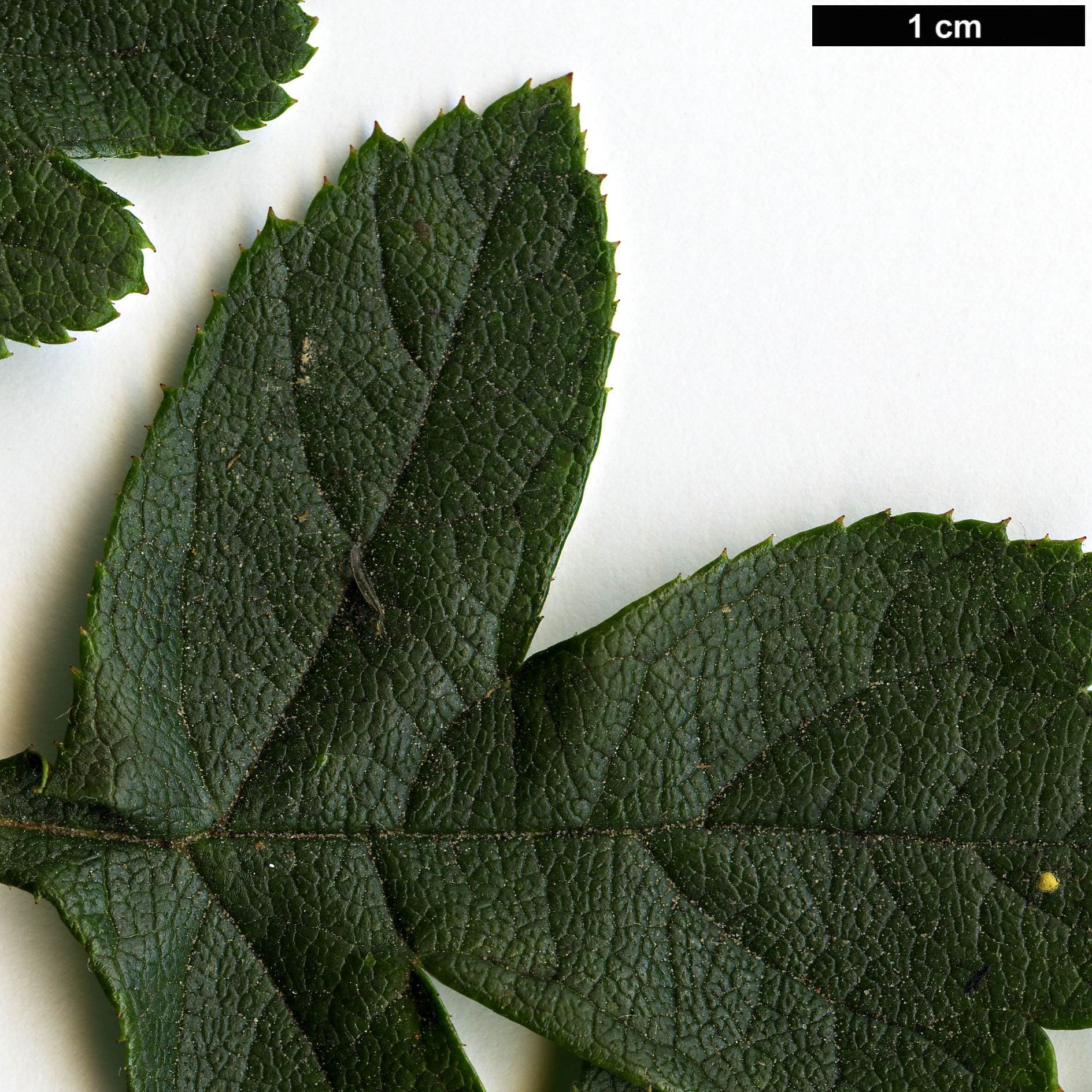 High resolution image: Family: Rosaceae - Genus: Crataegus - Taxon: chungtienensis