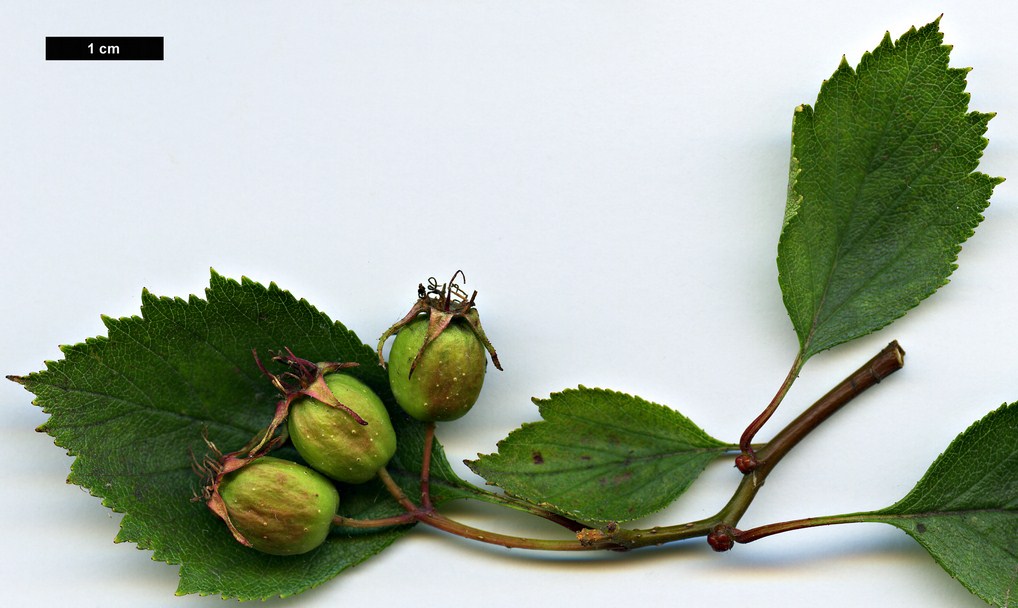 High resolution image: Family: Rosaceae - Genus: Crataegus - Taxon: coccinea