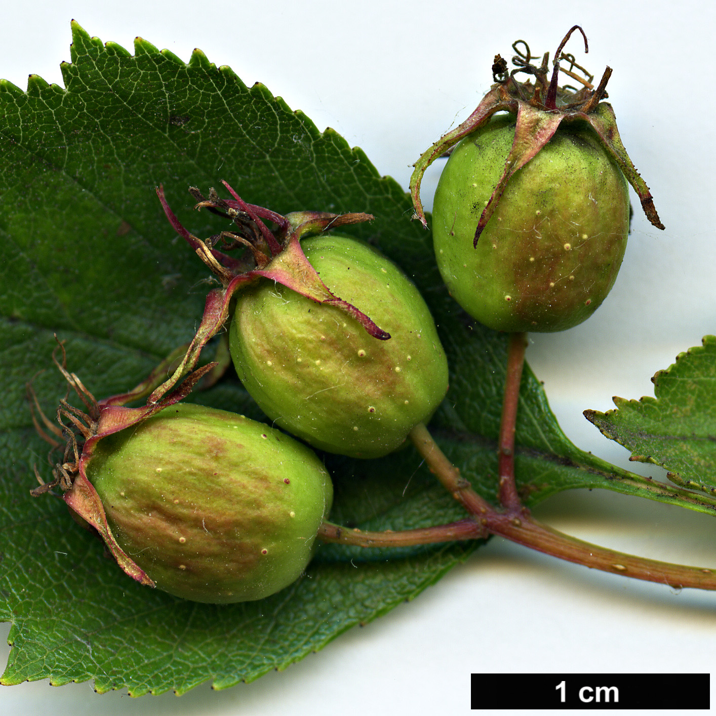 High resolution image: Family: Rosaceae - Genus: Crataegus - Taxon: coccinea