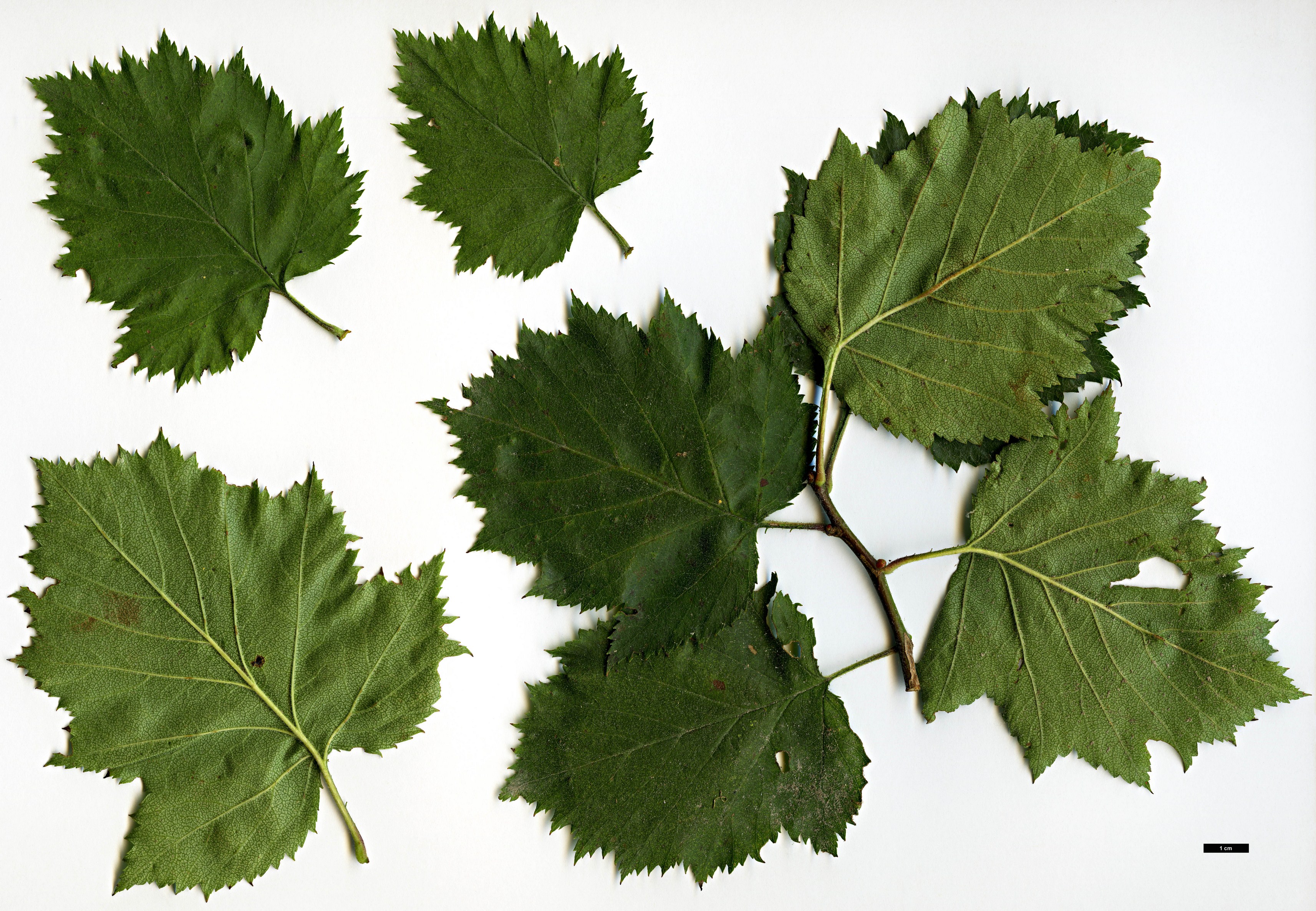 High resolution image: Family: Rosaceae - Genus: Crataegus - Taxon: coccinioides