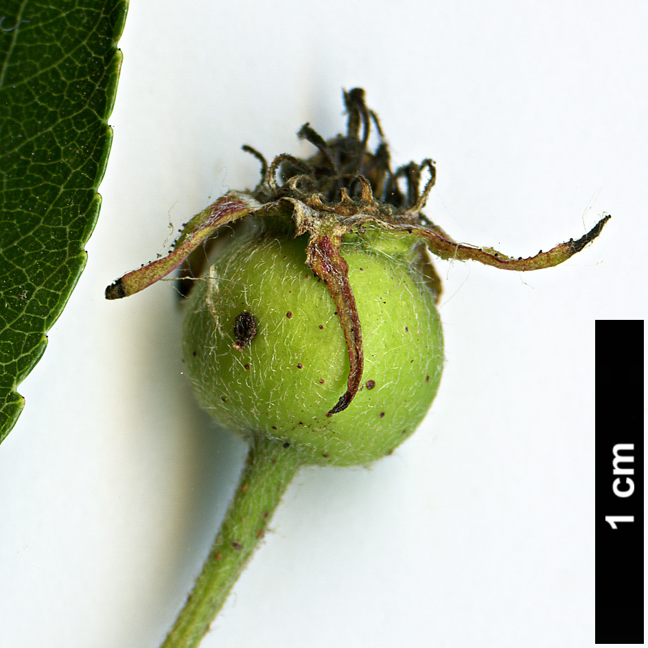 High resolution image: Family: Rosaceae - Genus: Crataegus - Taxon: collina