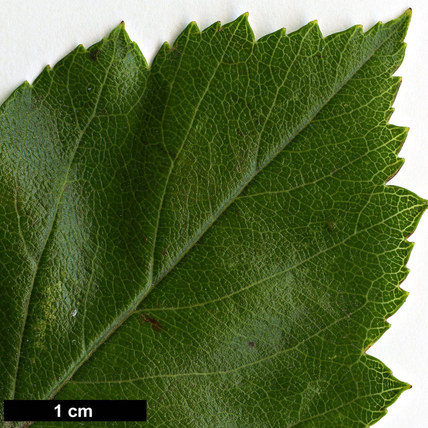 High resolution image: Family: Rosaceae - Genus: Crataegus - Taxon: crus-galli