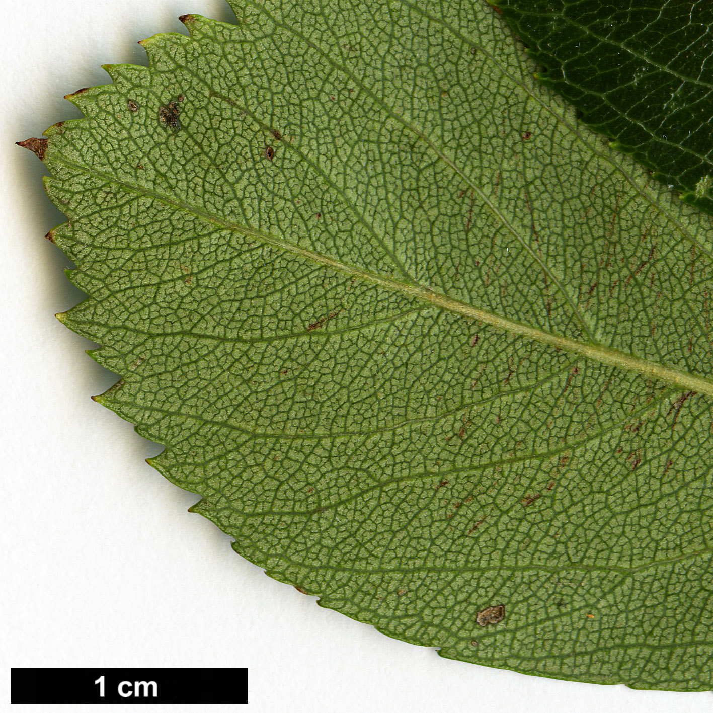 High resolution image: Family: Rosaceae - Genus: Crataegus - Taxon: crus-galli