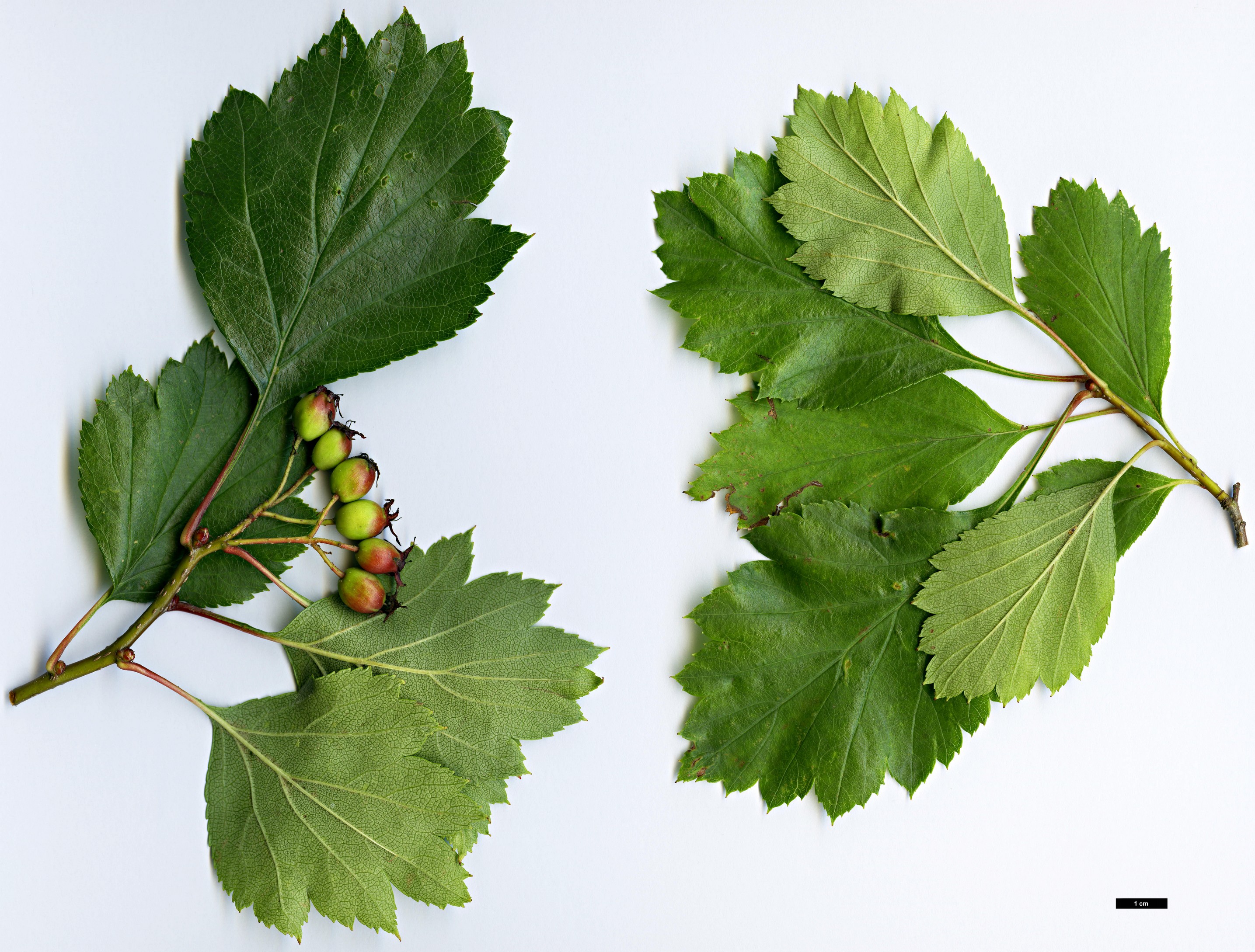 High resolution image: Family: Rosaceae - Genus: Crataegus - Taxon: cupressocollina