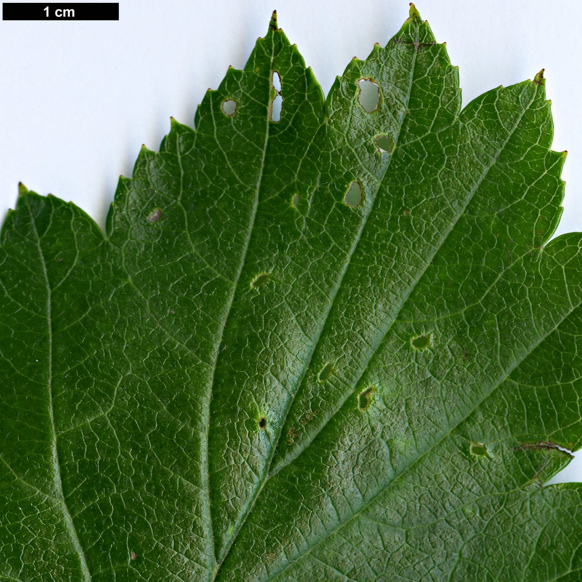 High resolution image: Family: Rosaceae - Genus: Crataegus - Taxon: cupressocollina