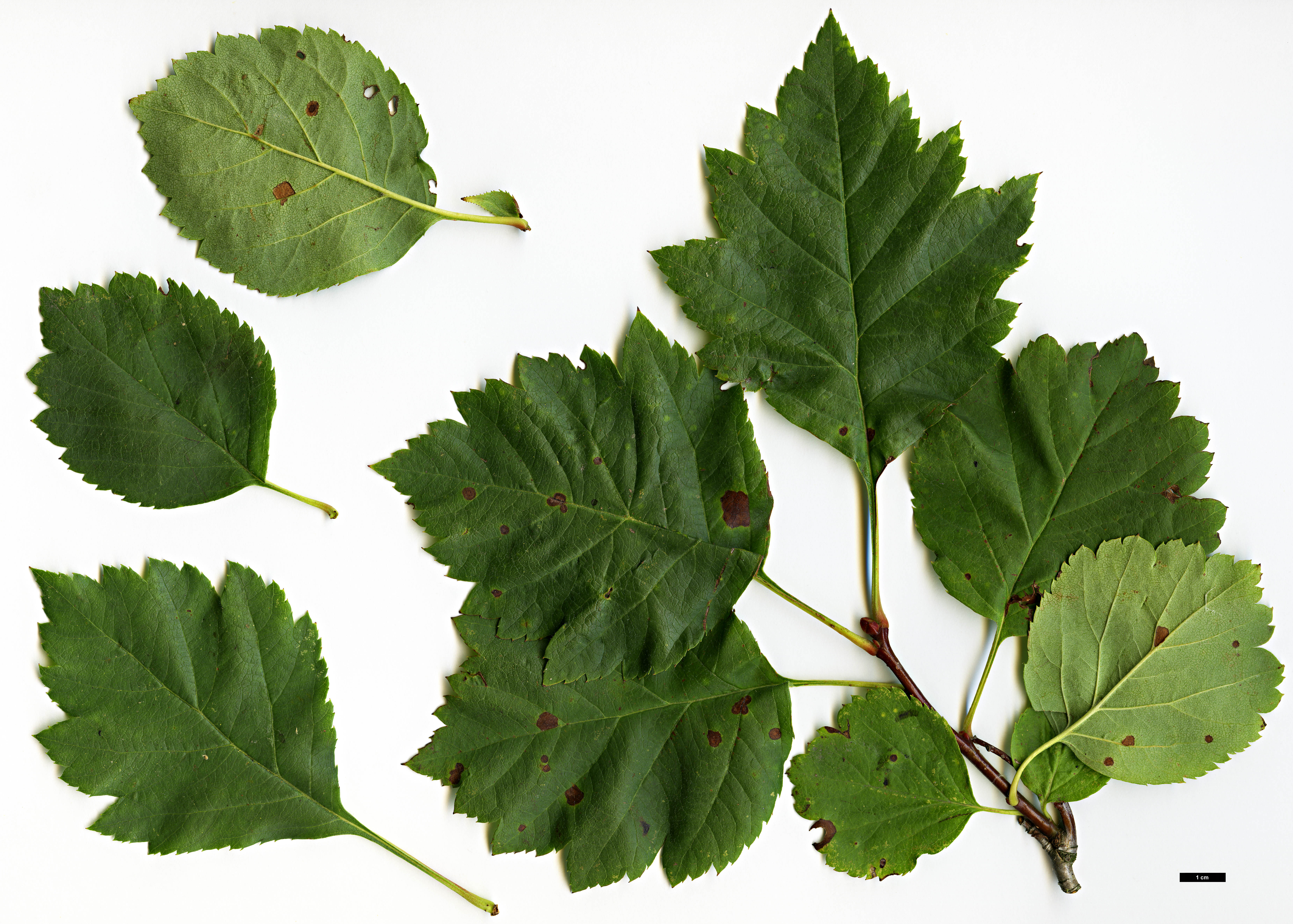 High resolution image: Family: Rosaceae - Genus: Crataegus - Taxon: dahurica